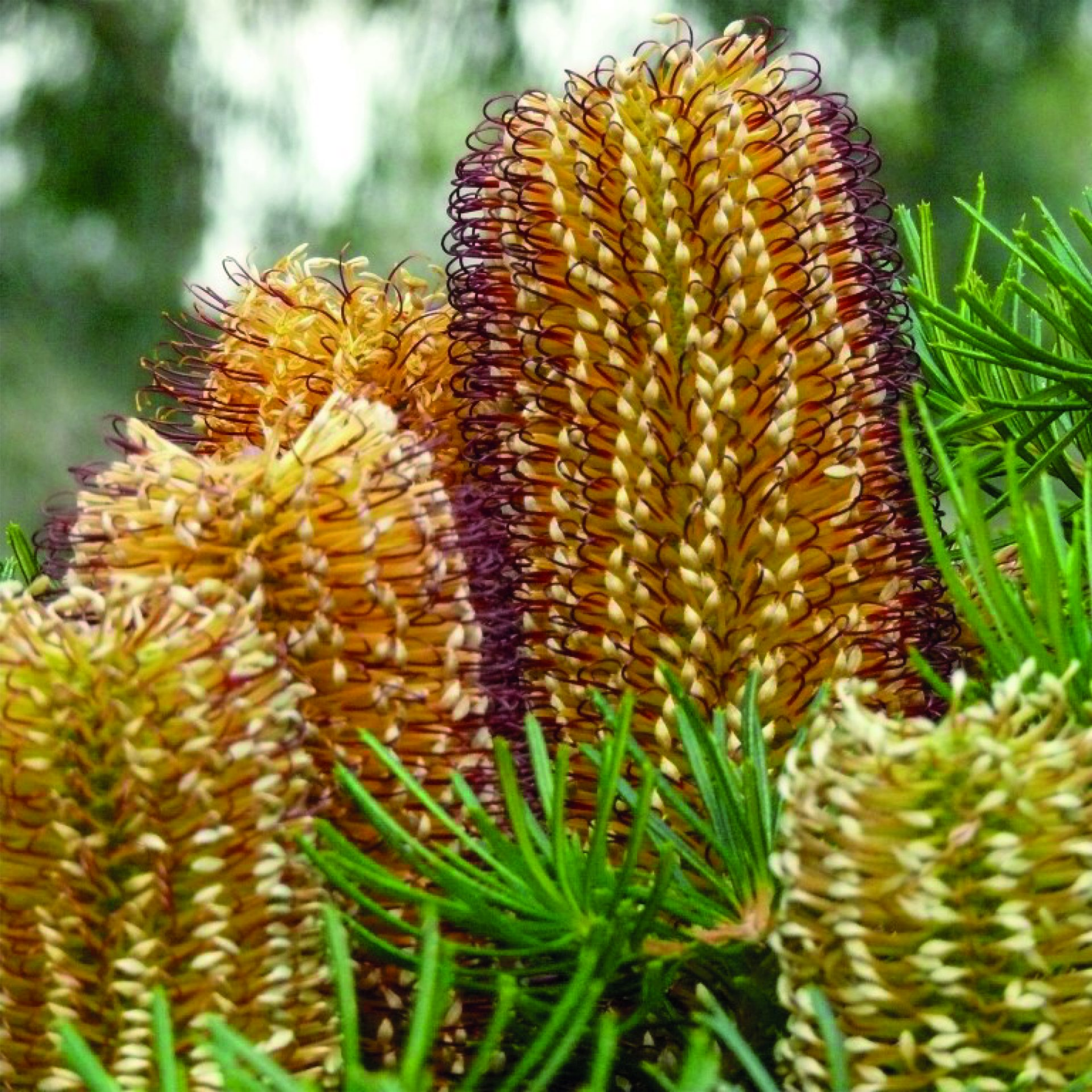 Close-up of a banksia flower with green leaves