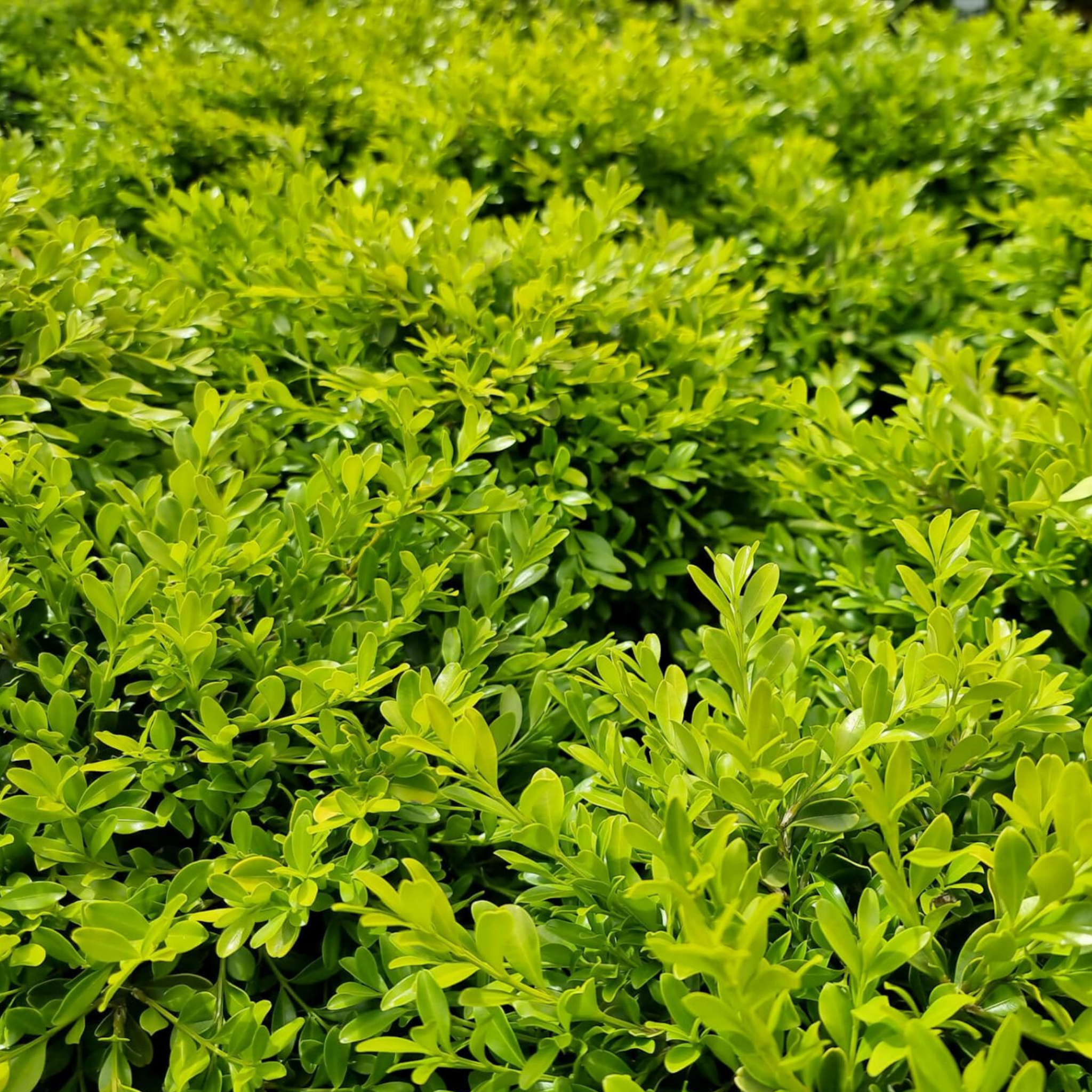 Korean Boxwood - Buxus microphylla microphylla