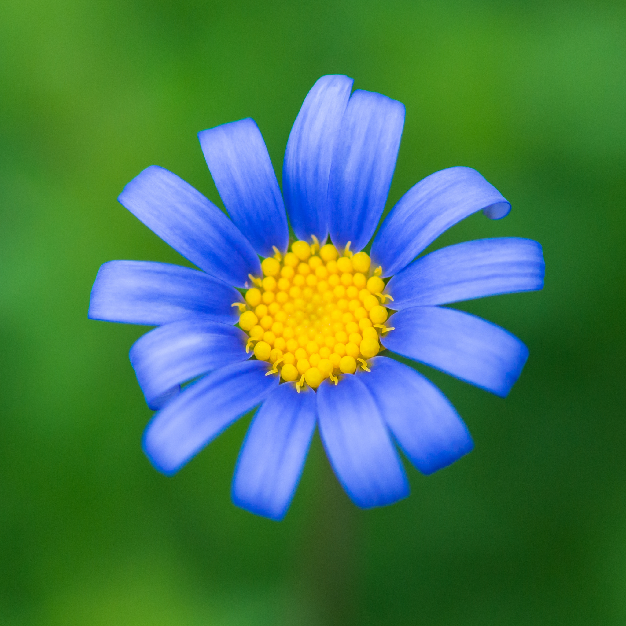 Blue Marguerite - Felicia amelloides