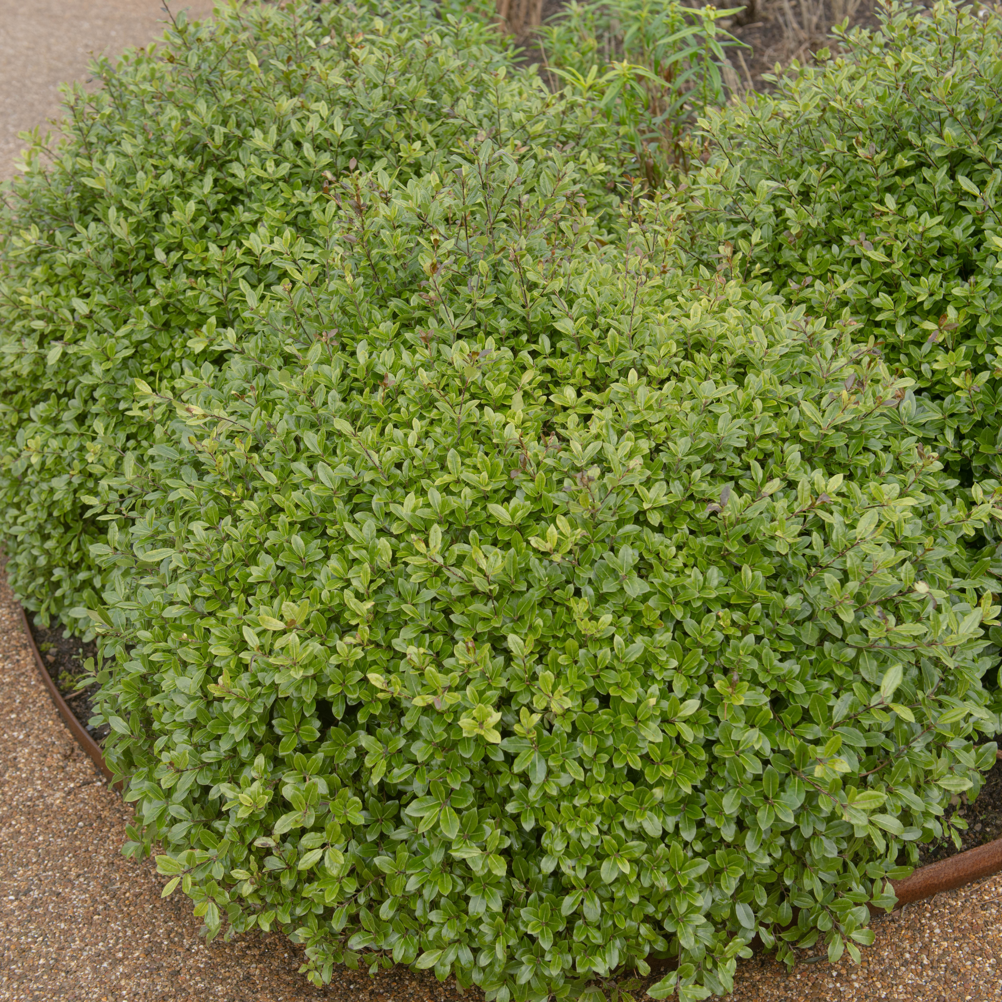 Dwarf Pittosporum Golf Ball - Pittosporum tenuifolium Golf Ball