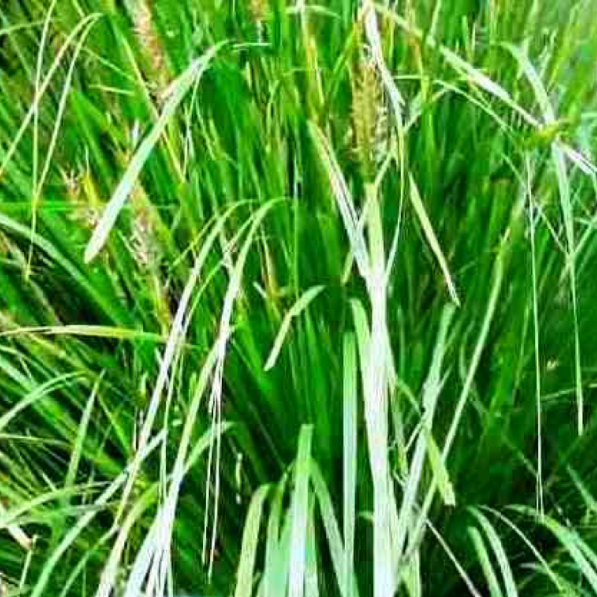 Lomandra longifolia