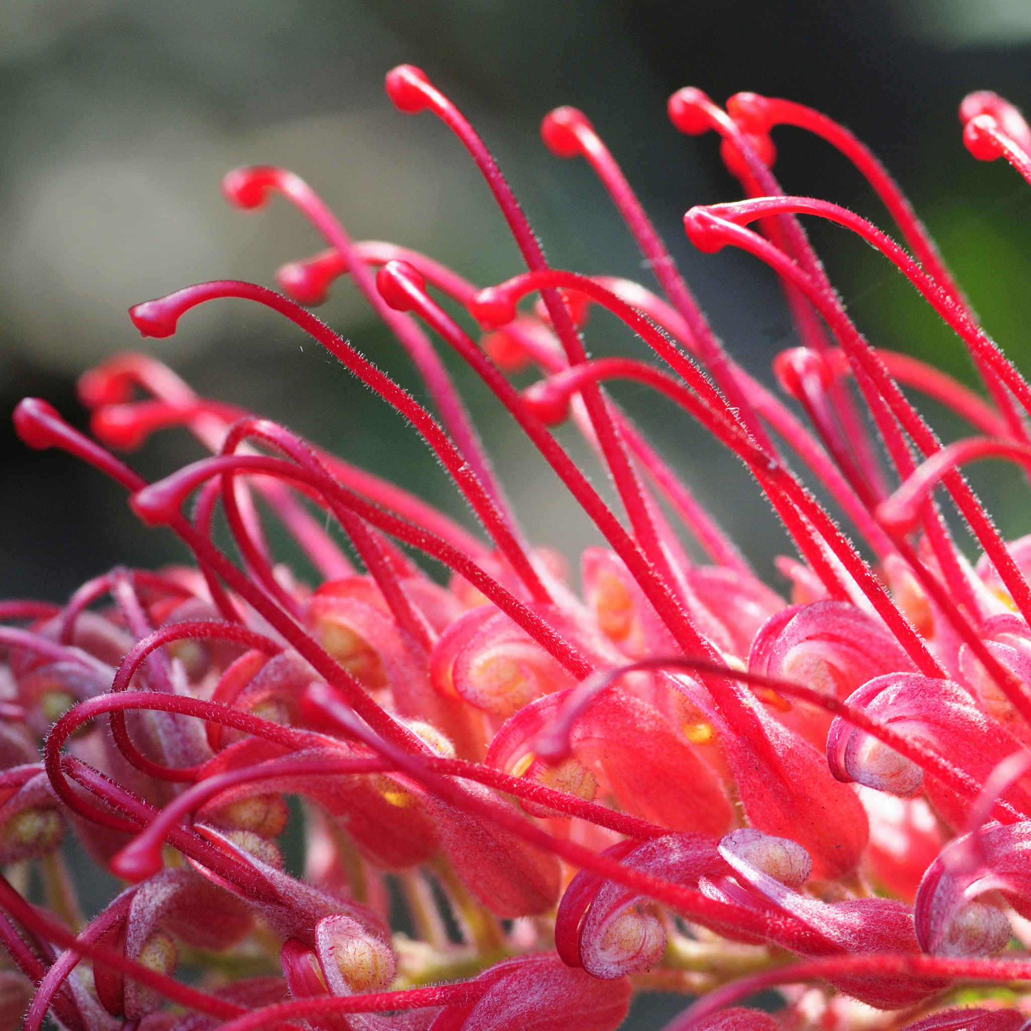 Grevillea 'Robyn Gordon' - Grevillea banksii bipinnatifida Robyn Gordon