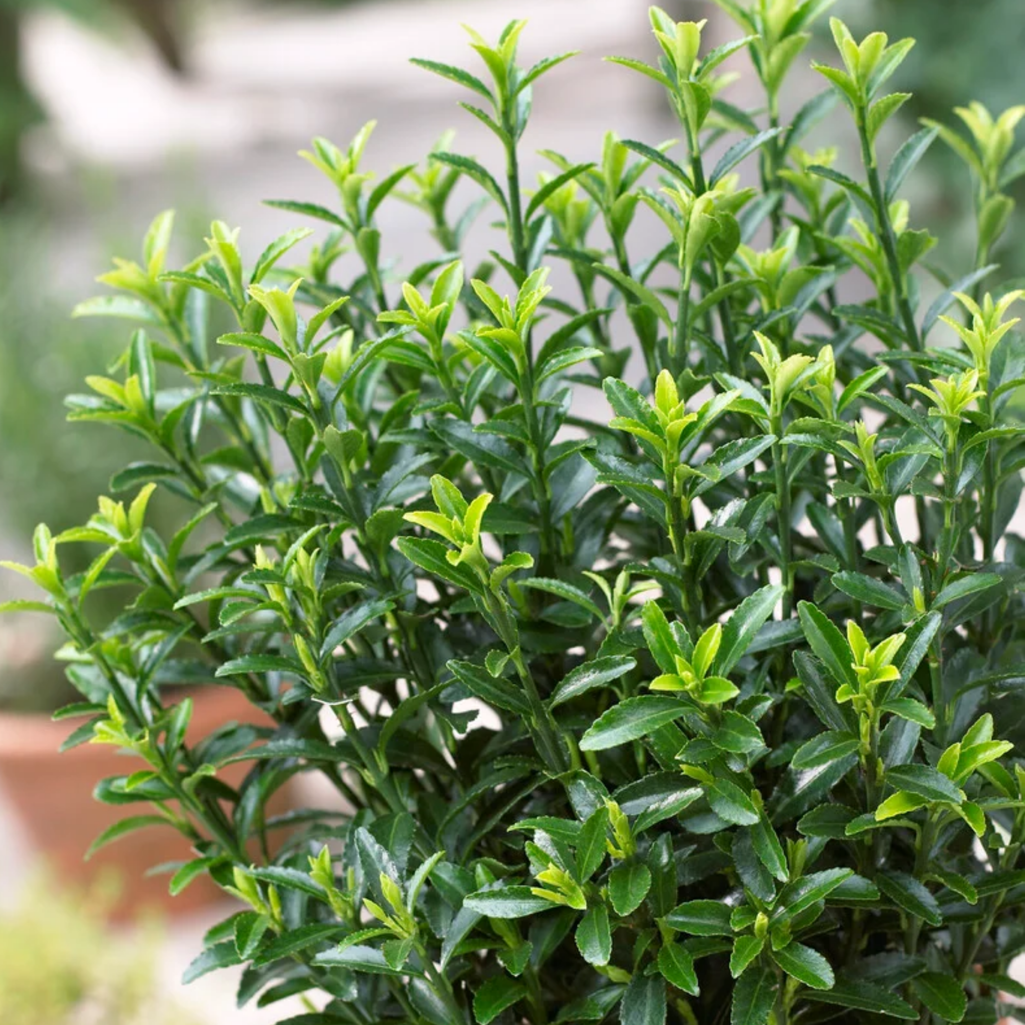 Dwarf Japanese Spindle Bush - Euonymus japonicus Microphyllus