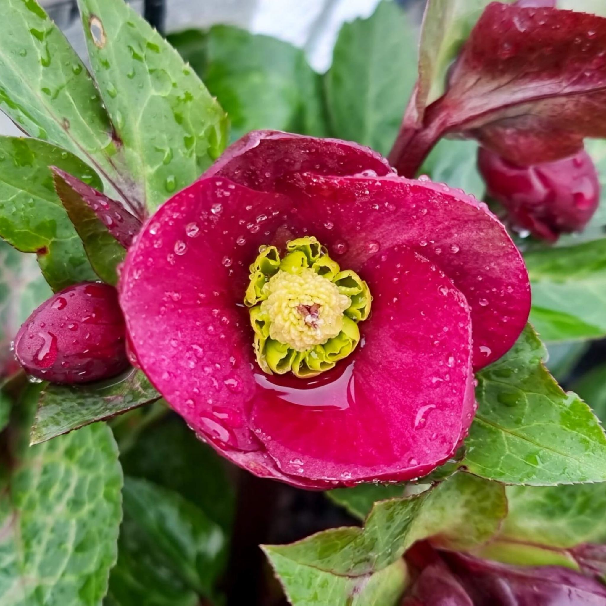 Winter Rose Vibey Velvet - Helleborus hybrida Vibey Velvet