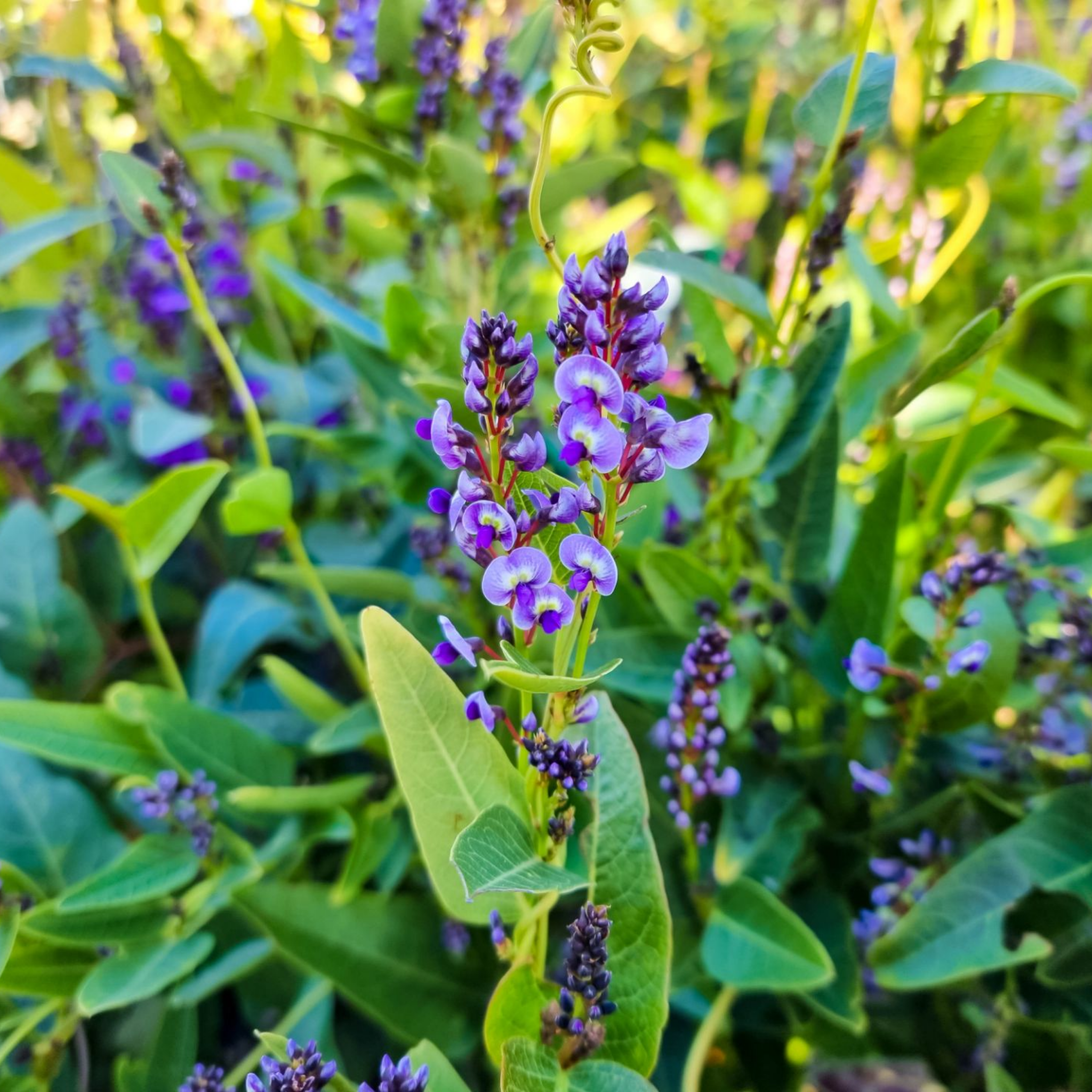 Native Wisteria Bliss - Hardenbergia violacea 'Bliss'