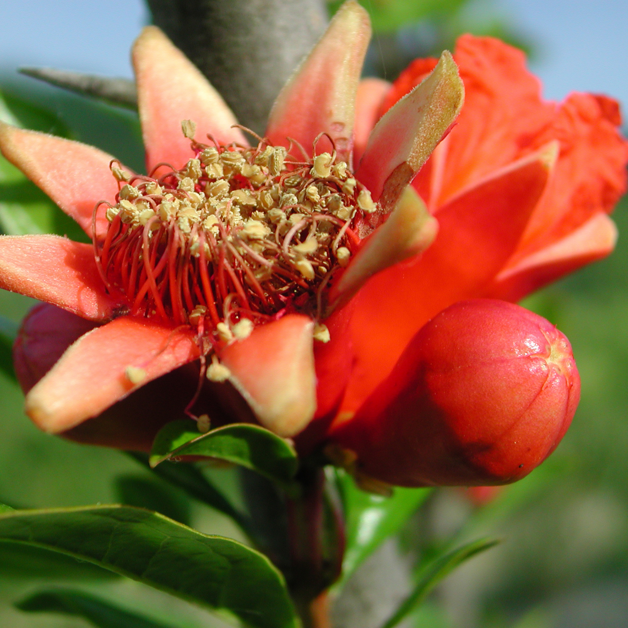 Pomegranate Tree - Punica granatum Wonderful