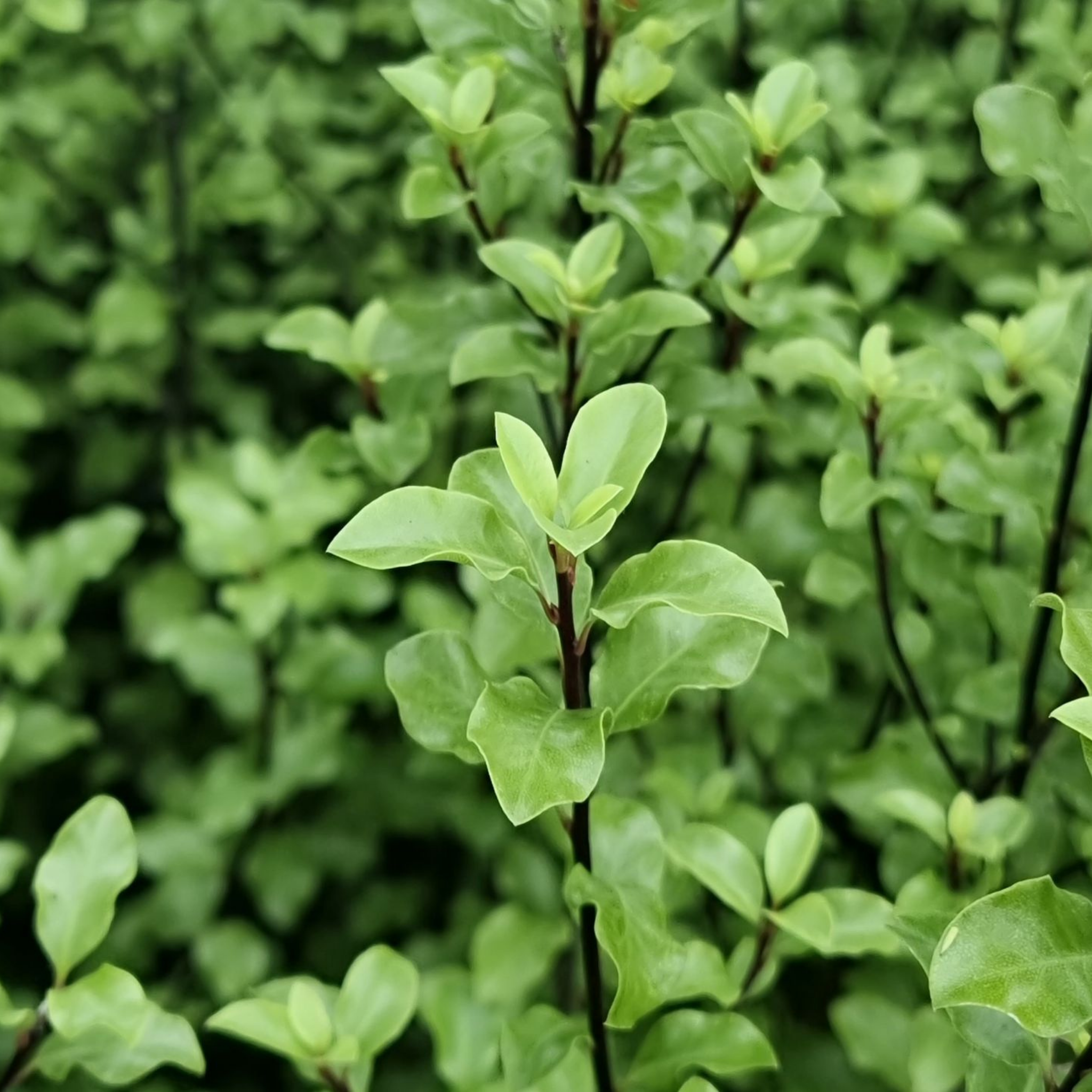 Close-up of green leaves with a blurred green background