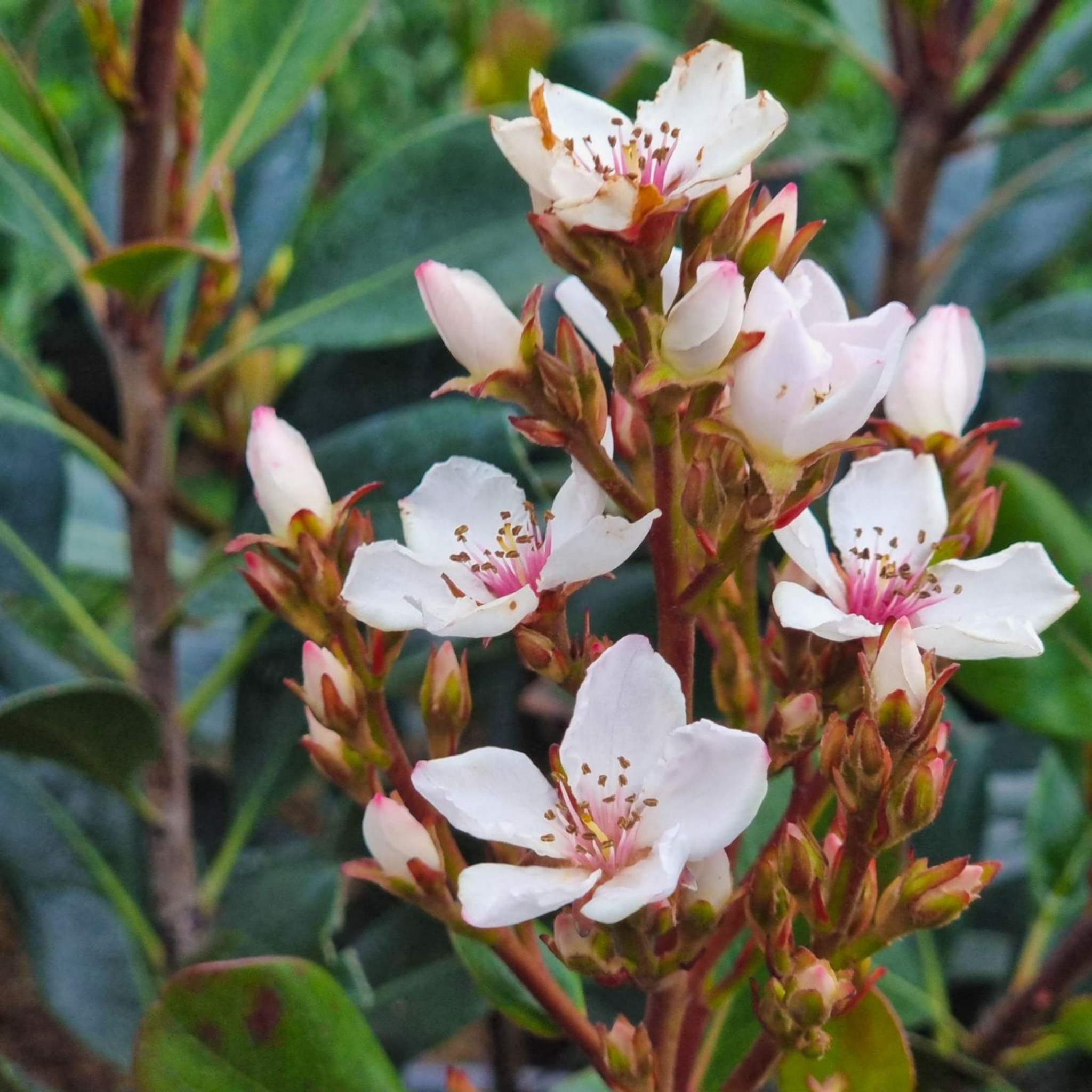 Indian hawthorn Hot Tips - Rhaphiolepis rosiflora Hot Tips