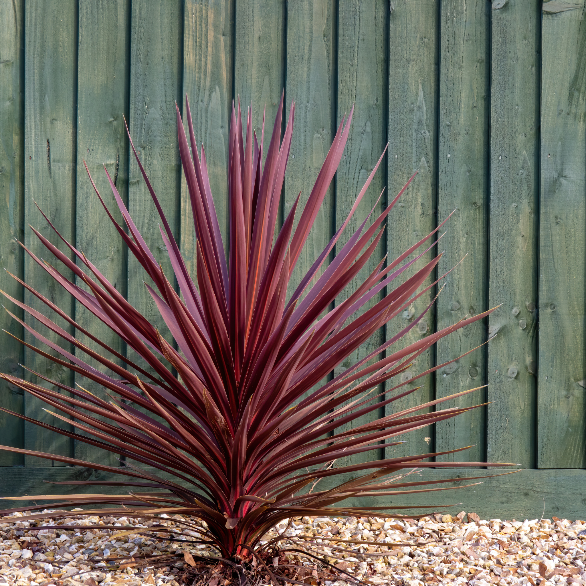 Reddish-brown plant against a wooden fence