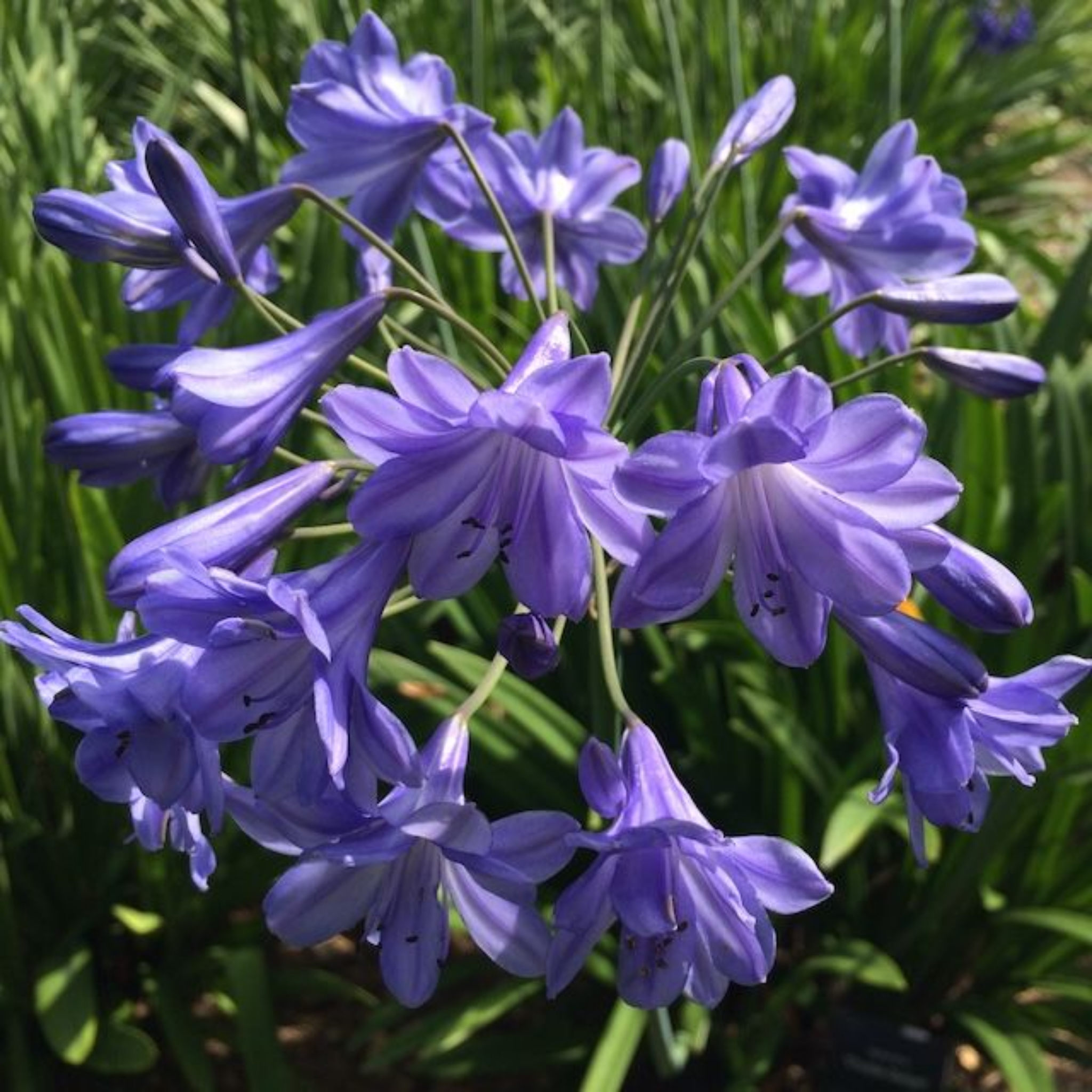 Hardy Blue Agapanthus praecox ‘Double Delight’ - Lily of the Nile, African Lily