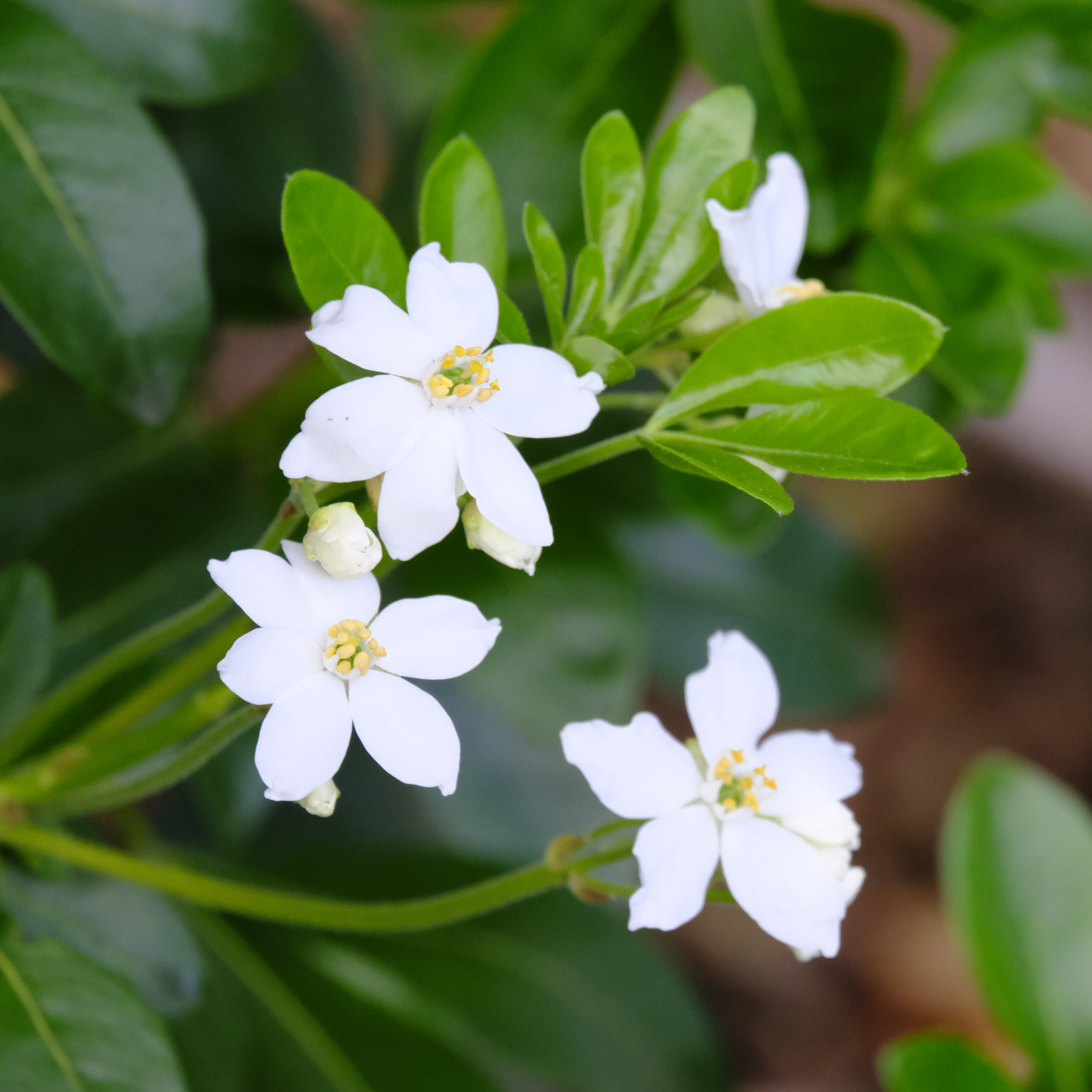 Mexican Orange Blossom - Choisya ternata