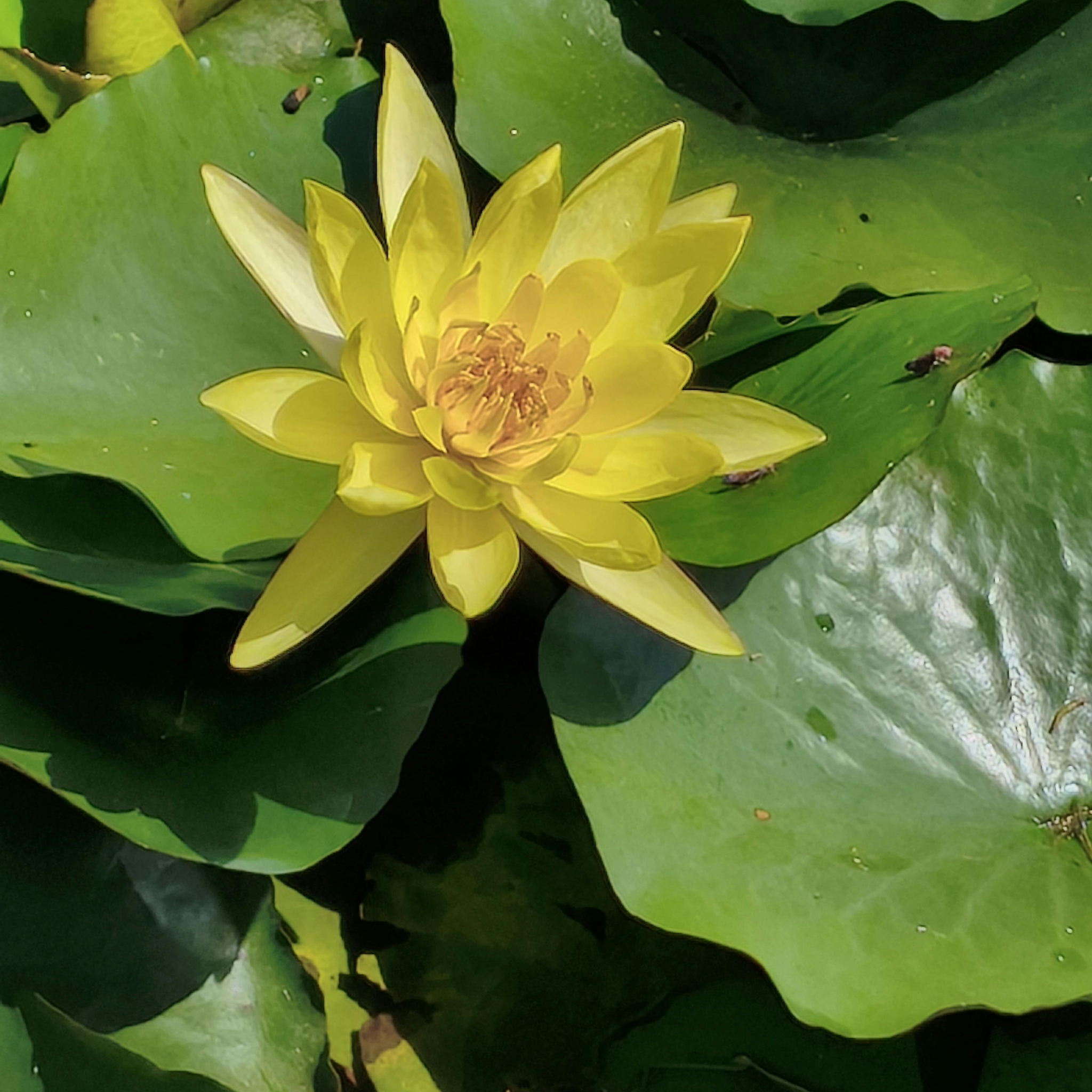 Yellow Water Lily - Nymphaea hybrida Yellow