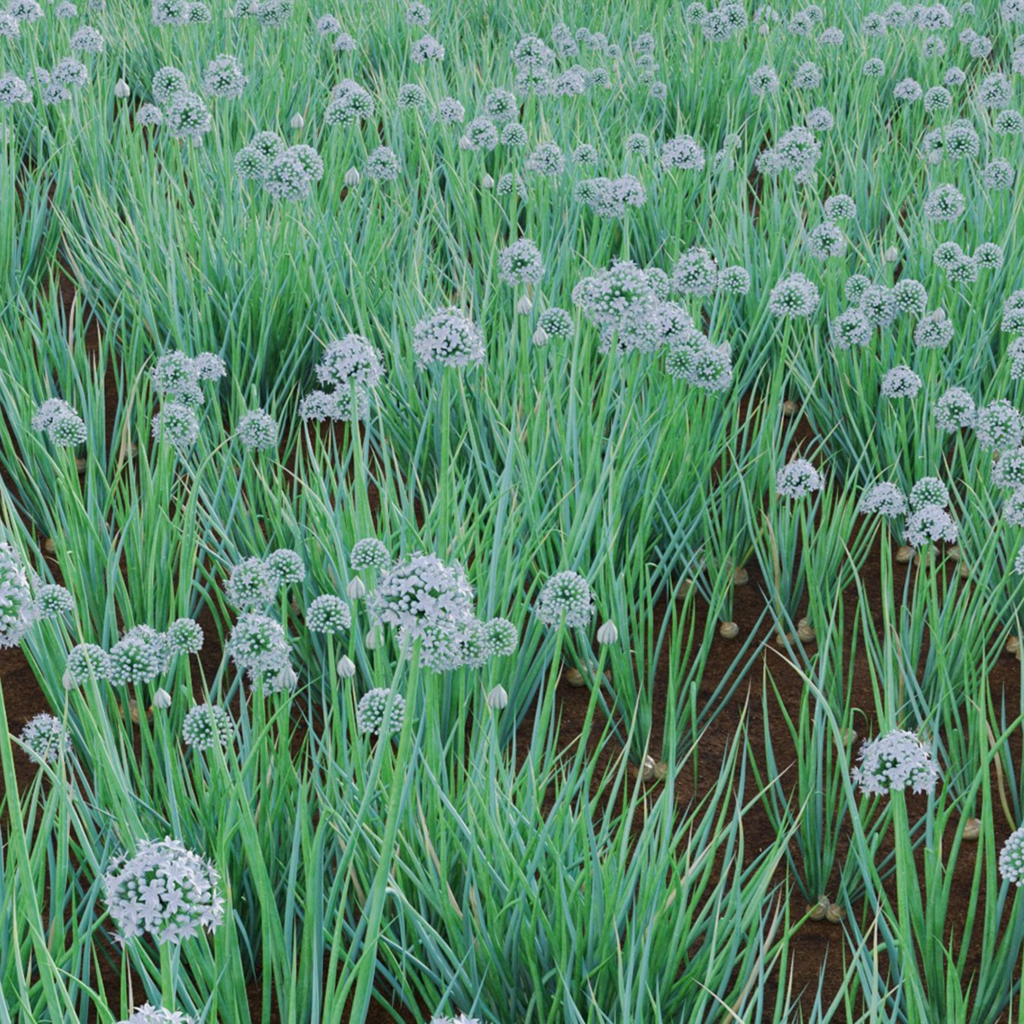 Common Onion - Allium cepa