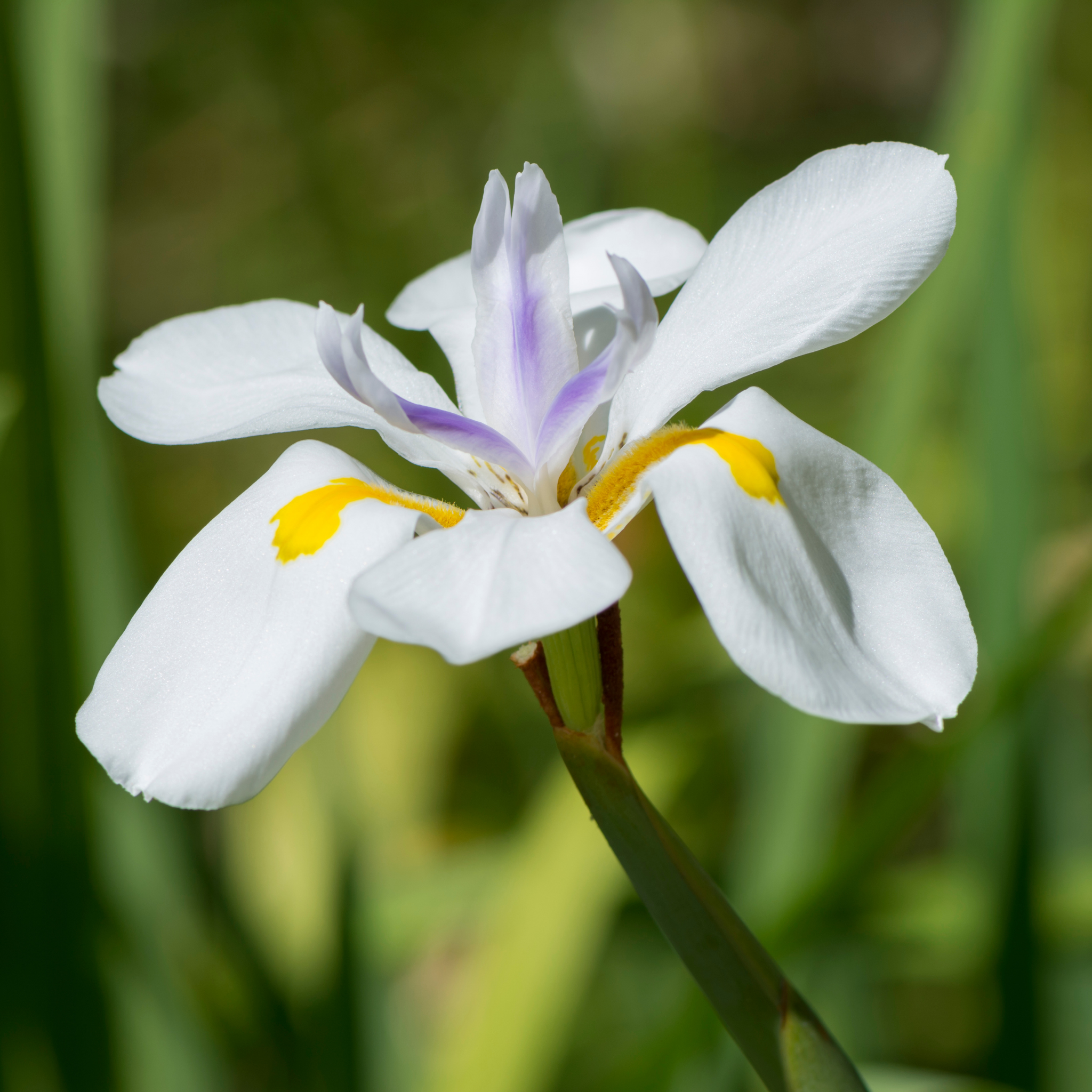 Large Wild Iris - Dietes grandiflora