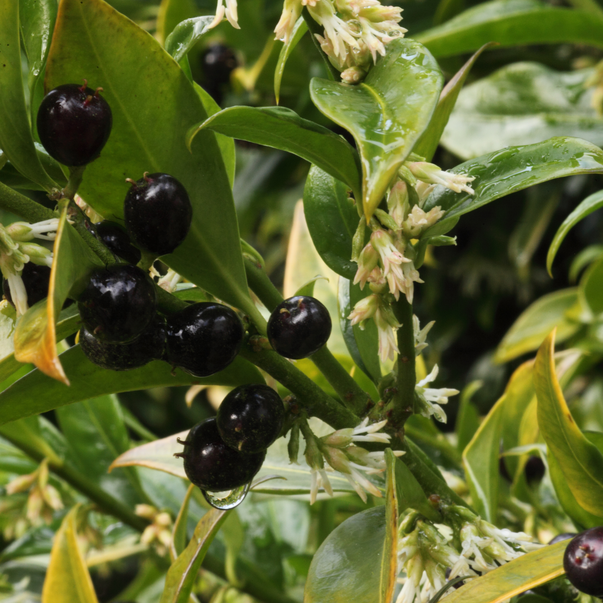 Sweetbox - Sarcococca confusa