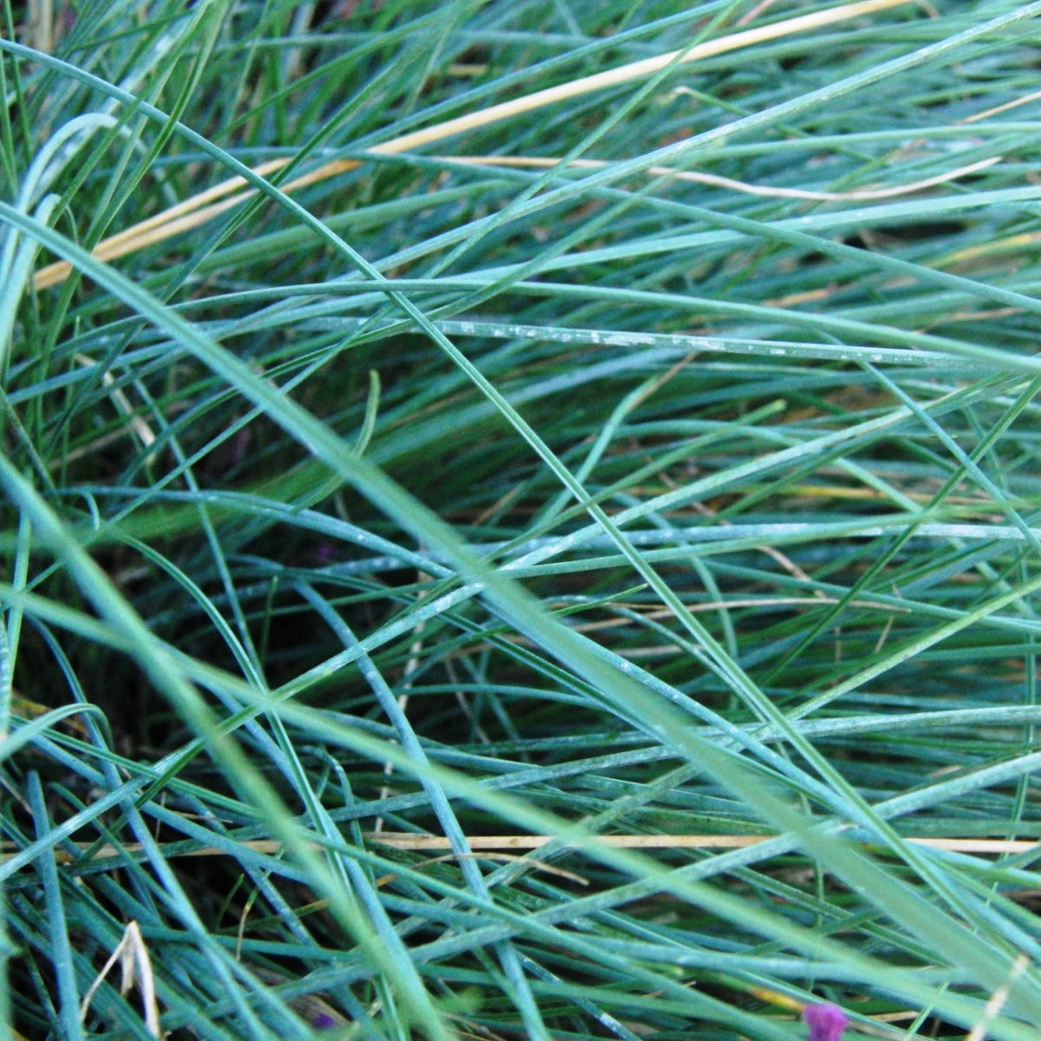 Blue Fescue - Festuca glauca