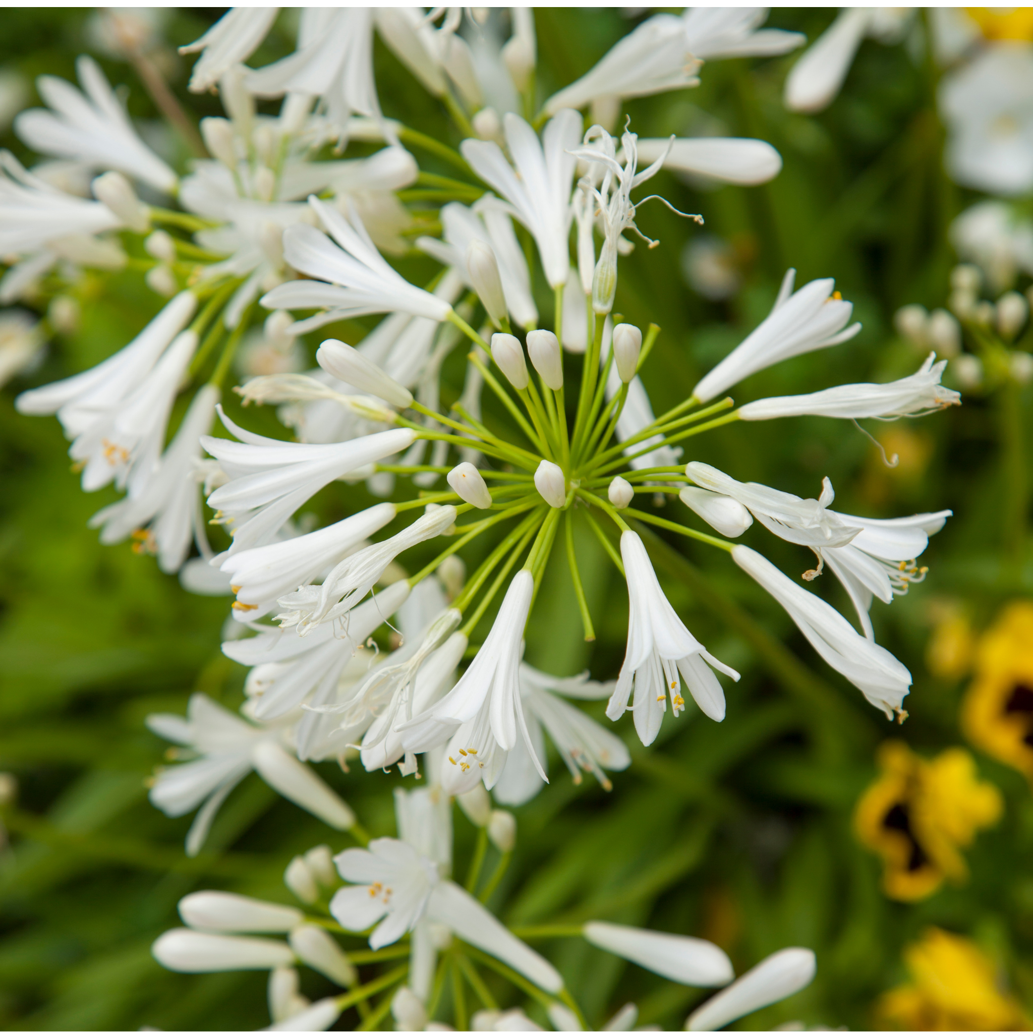 Dwarf White Agapanthus praecox - Lily of the Nile, African Lily