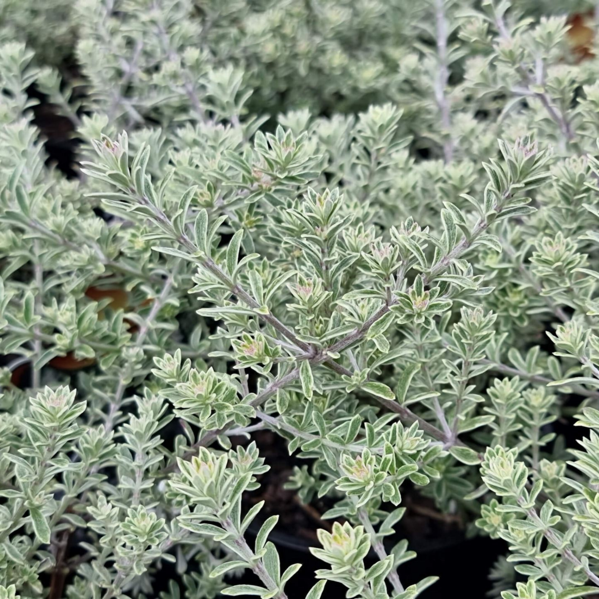 Coastal Rosemary Smokey - Westringia fruticosa Smokey