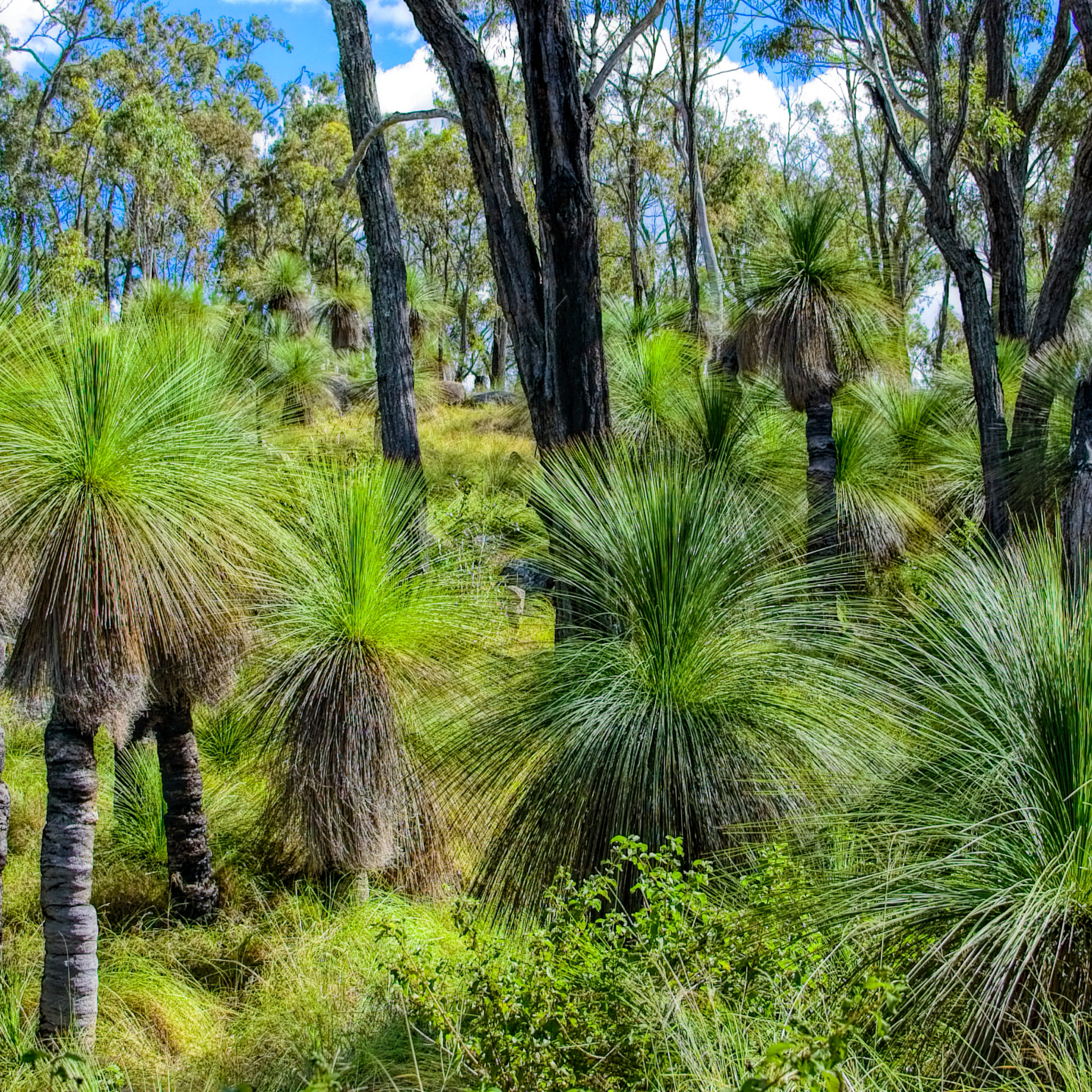 Johnson Grass Tree - Xanthorrhoea johnsonii
