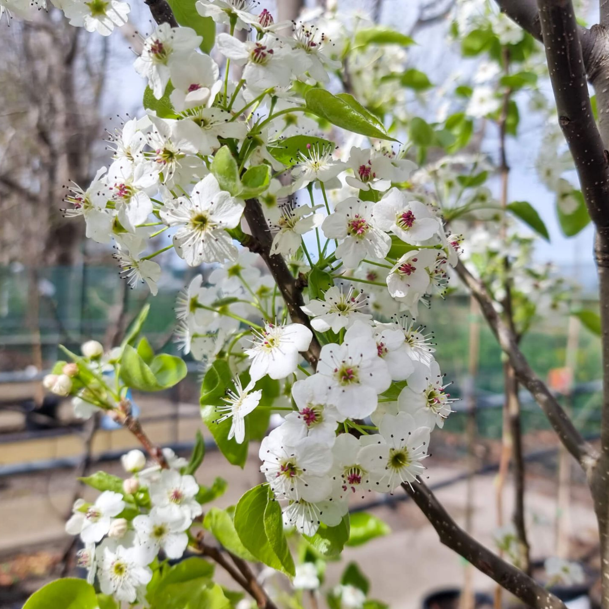 Ornamental Callery Pear Cleveland Select - Pyrus calleryana Cleveland Select