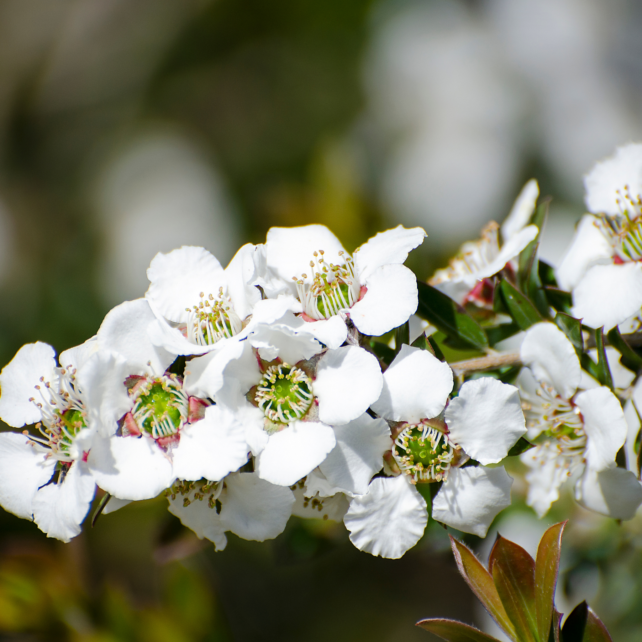 Lemon Scented Tea Tree - Leptospermum petersonii Copper Glow