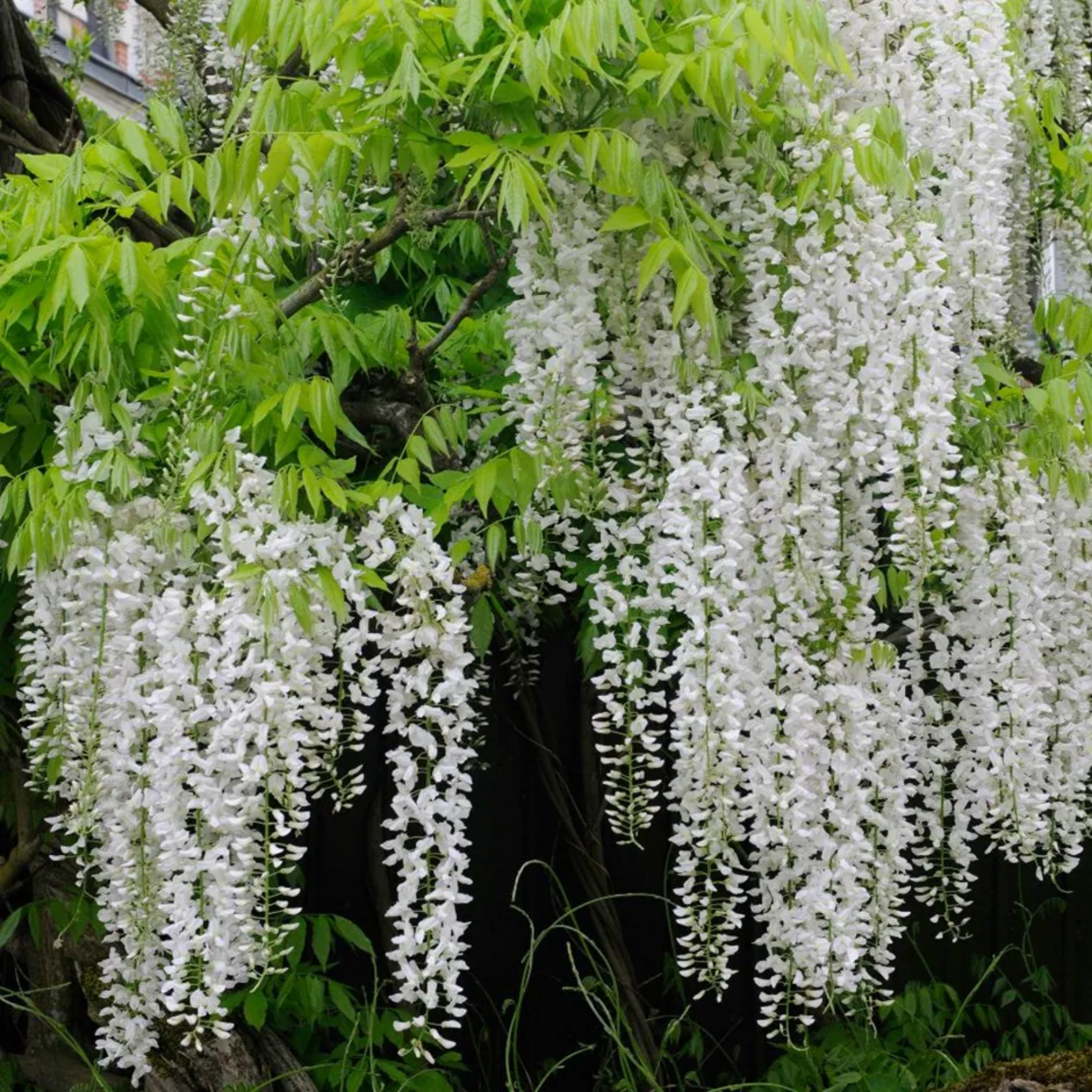 White Japanese Wisteria - Wisteria floribunda Alba