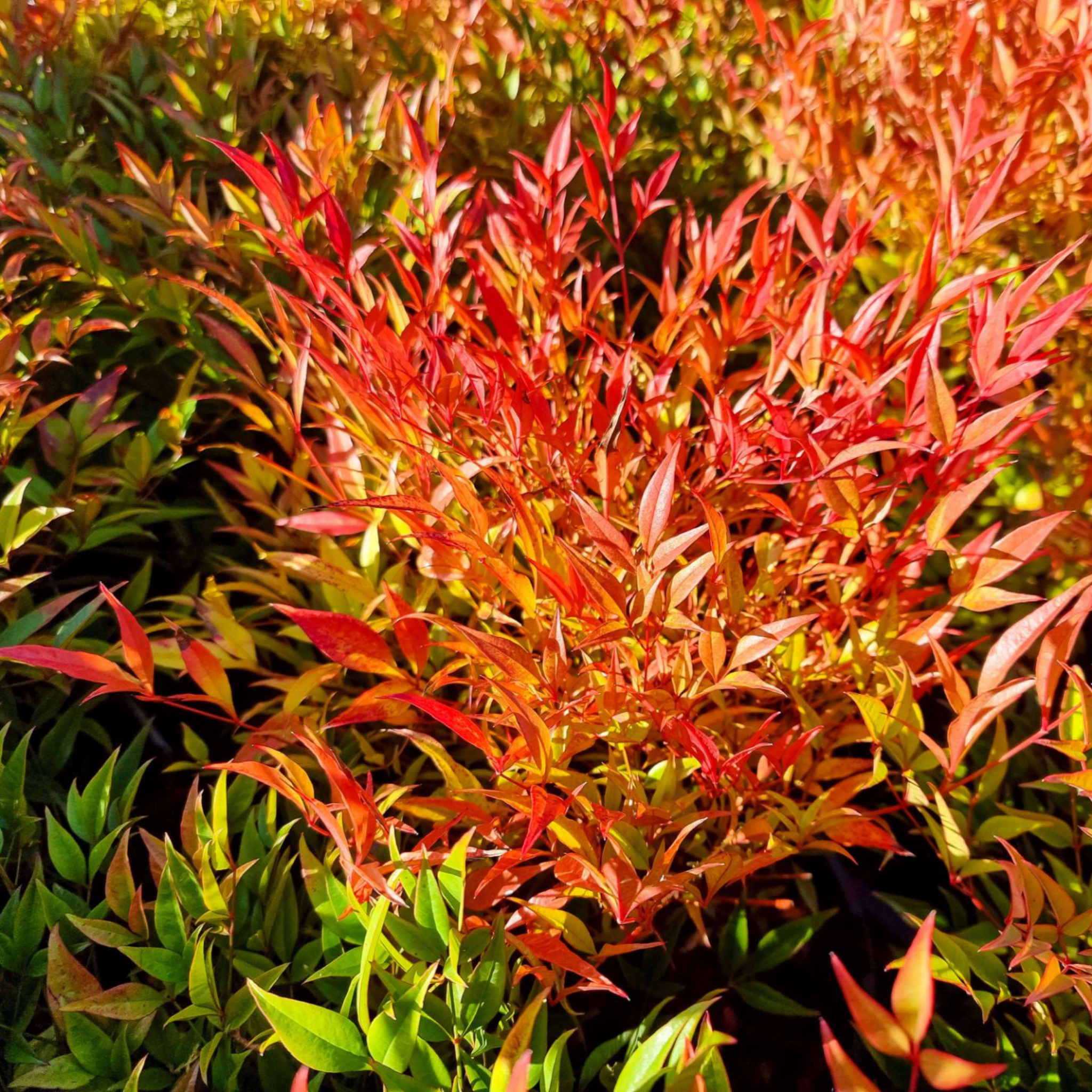 Moon Bay Heavenly Bamboo - Nandina domestica Moon Bay