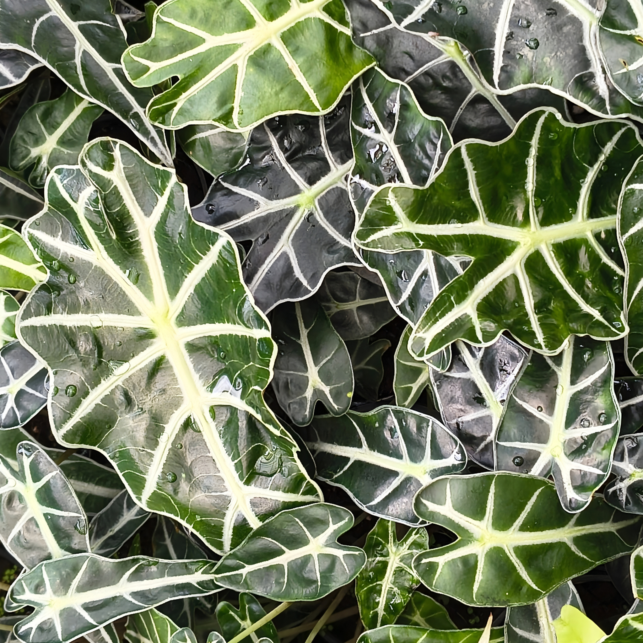 Elephants Ear - Alocasia amazonica