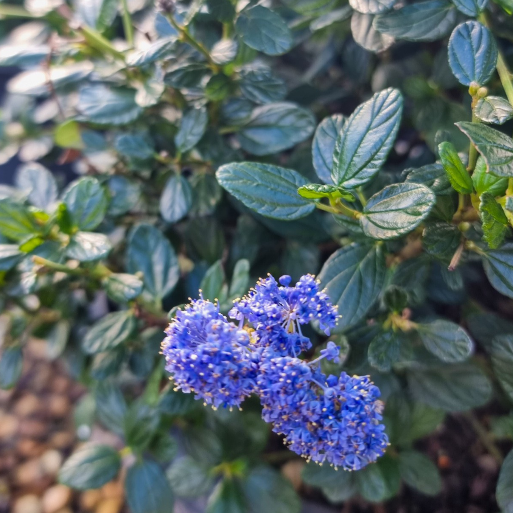 California Lilac - Ceanothus griseus horizontalis Yankee Point