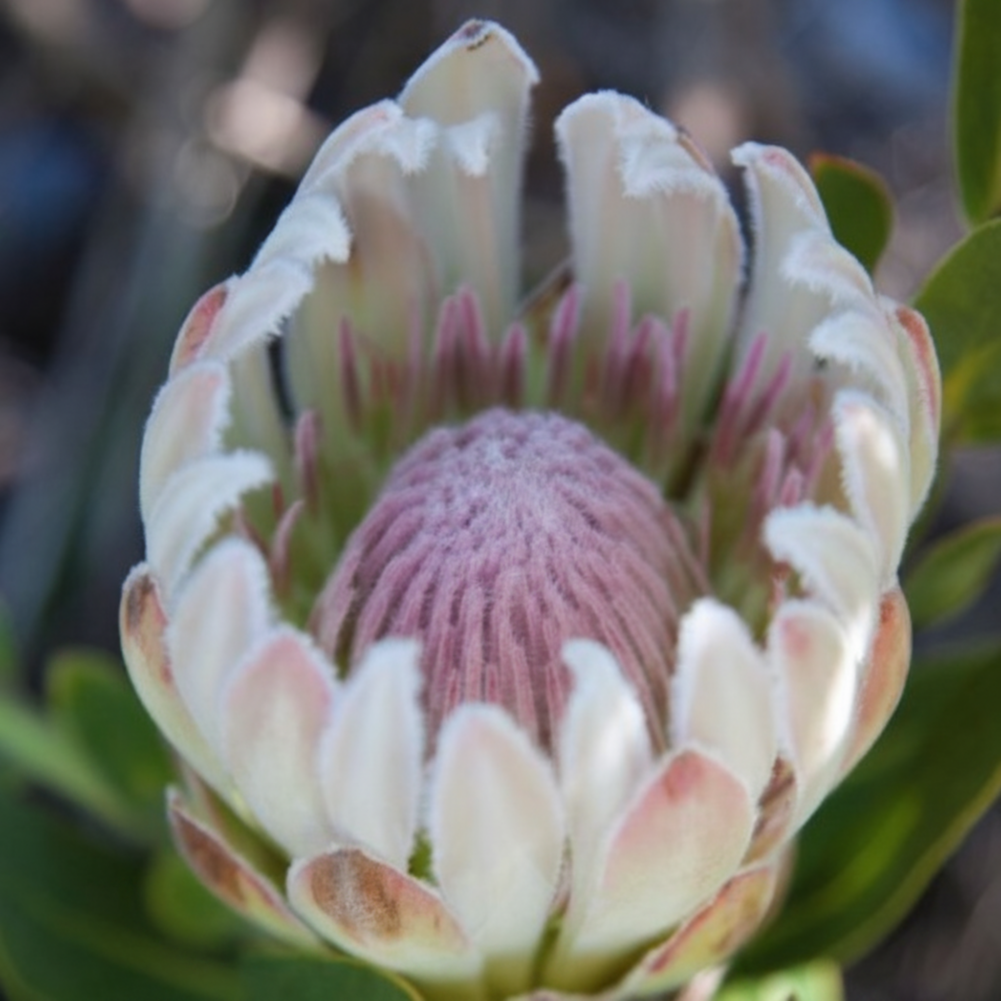 Sugarbush Protea Donna - Protea compacta 'Donna'