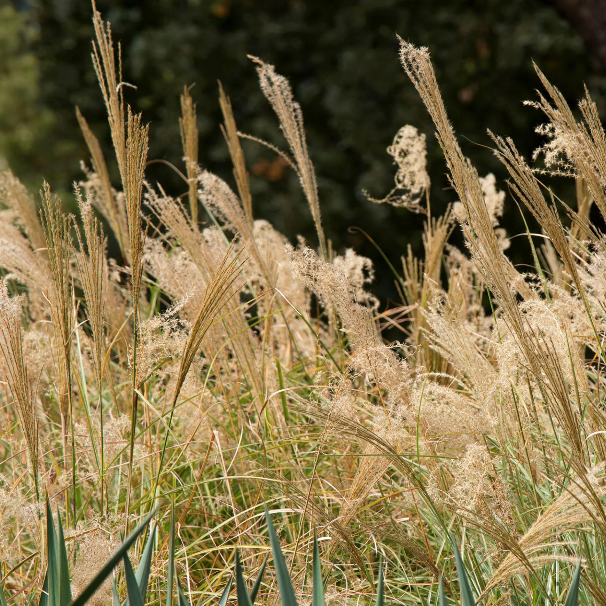 Chinese Silver Grass - Miscanthus sinensis Sarabande