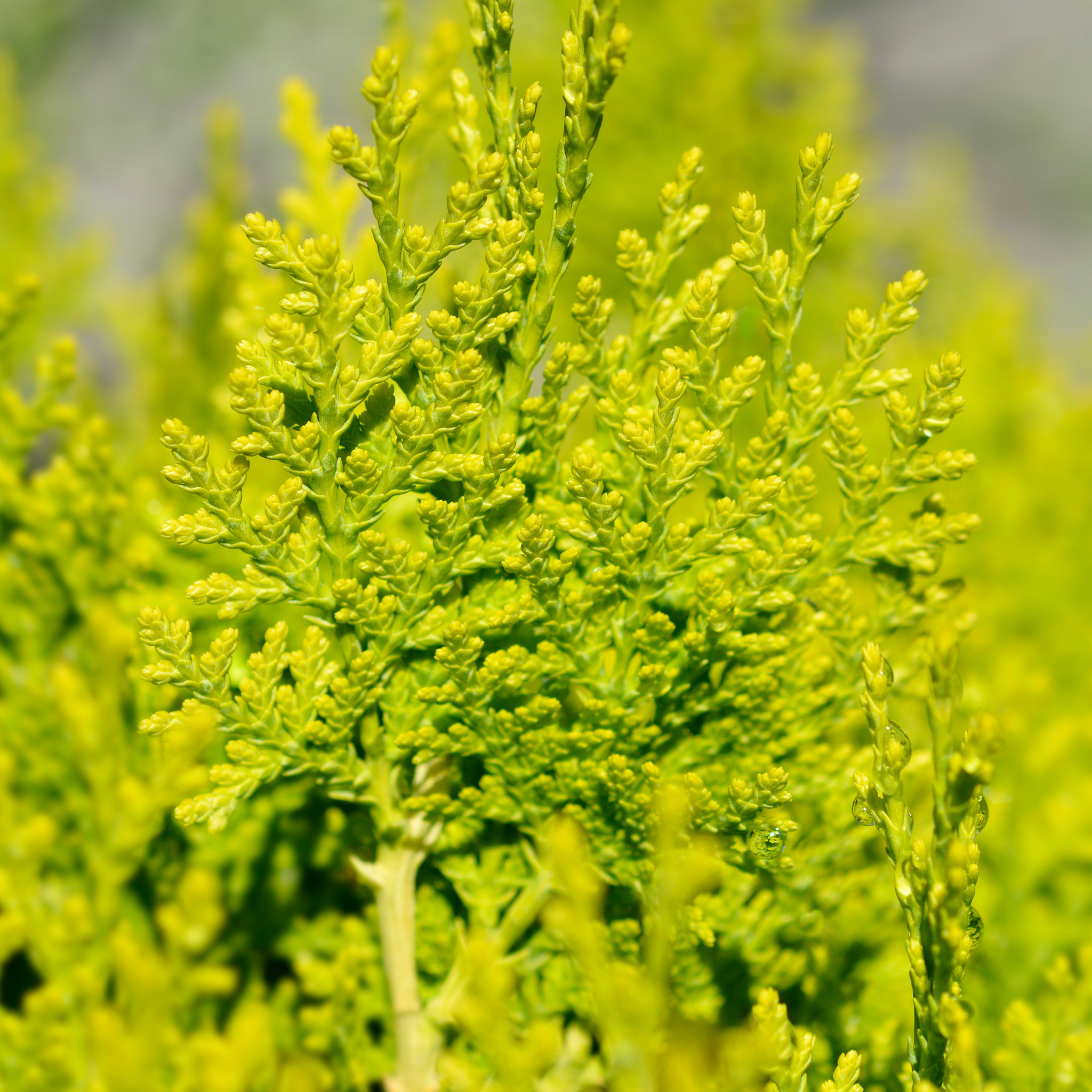 Golden Dwarf Biota - Thuja orientalis Nana Aurea