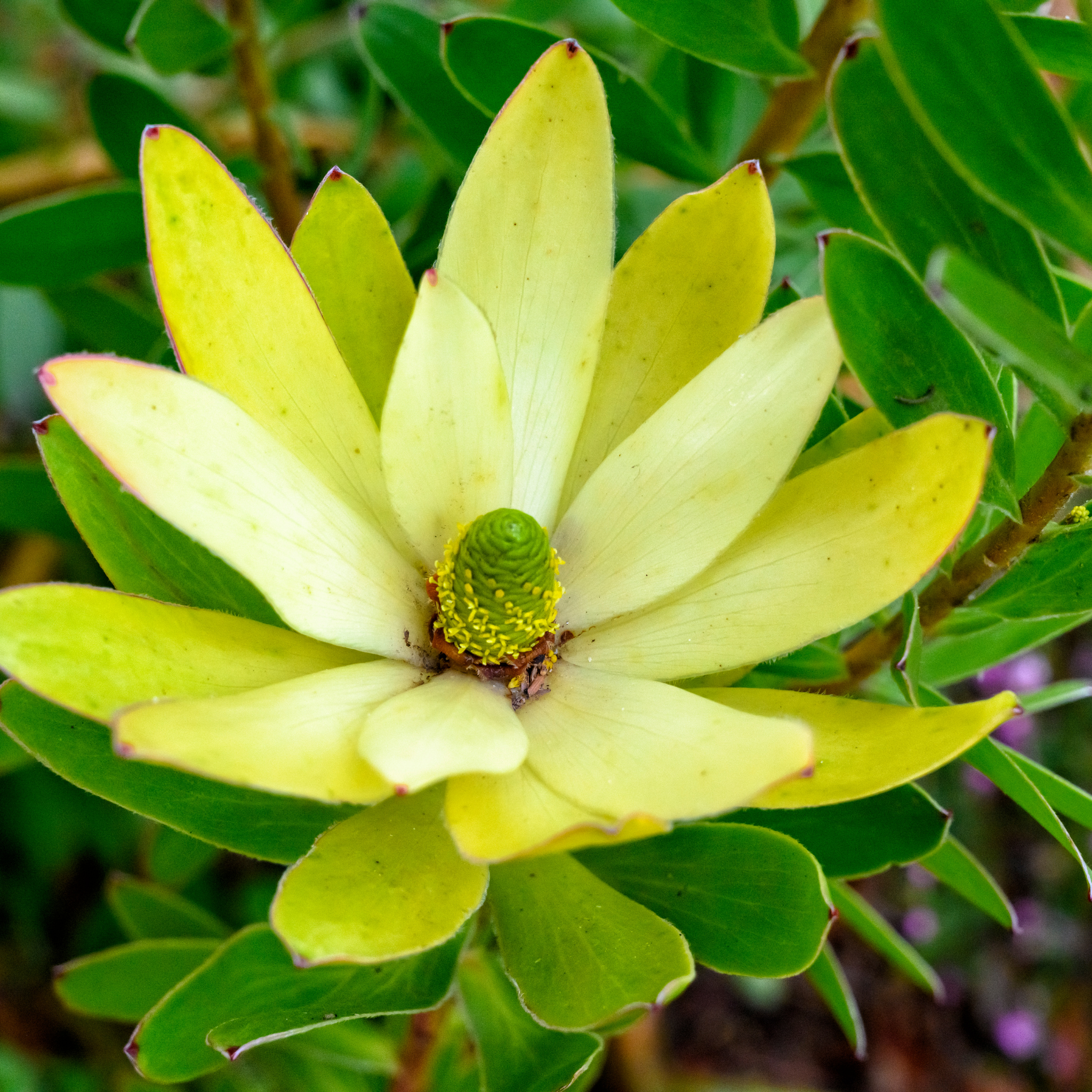 Yellow Conebush - Leucadendron hybrida Sundance