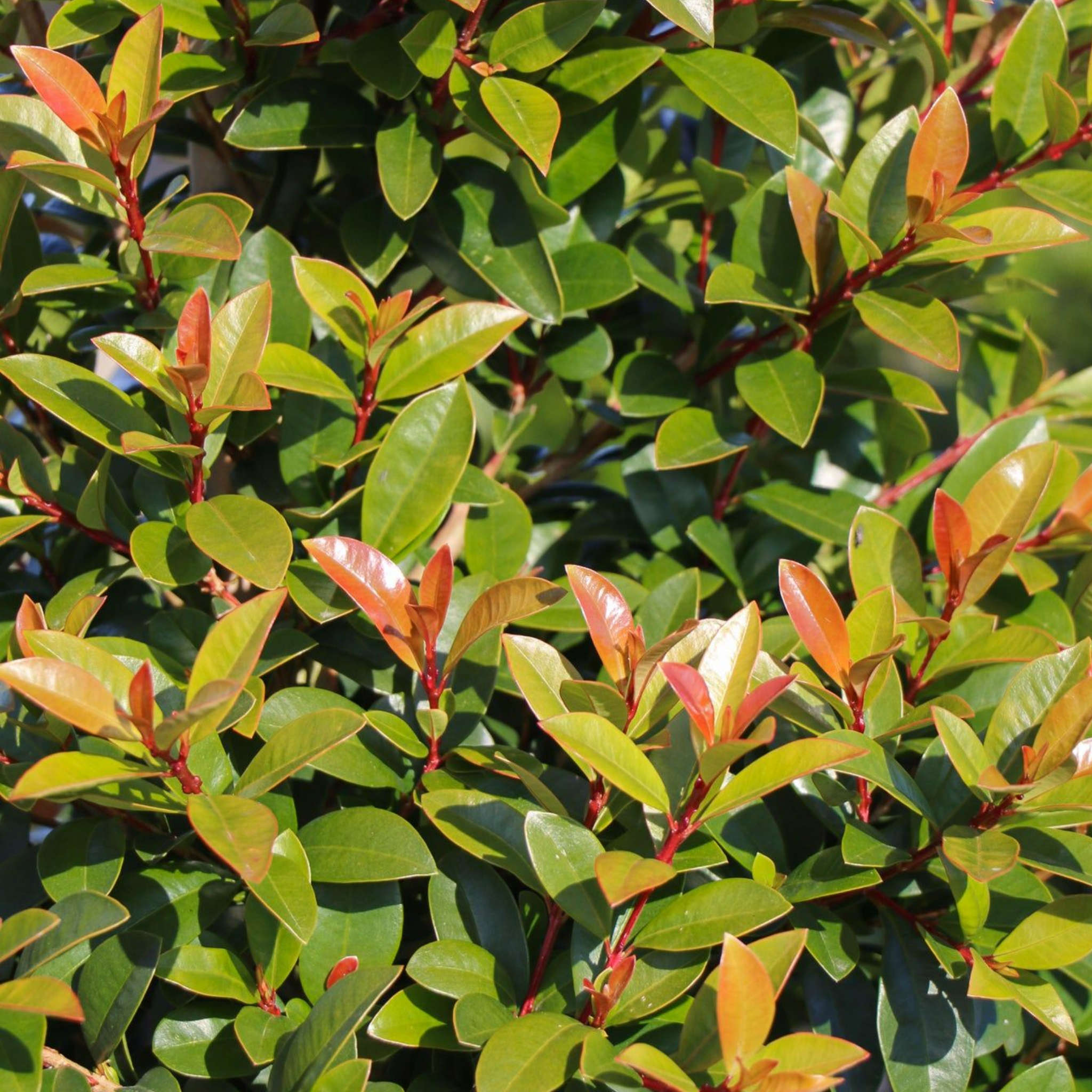 Lilly Pilly Straight And Narrow - Syzygium australe Straight And Narrow PBR
