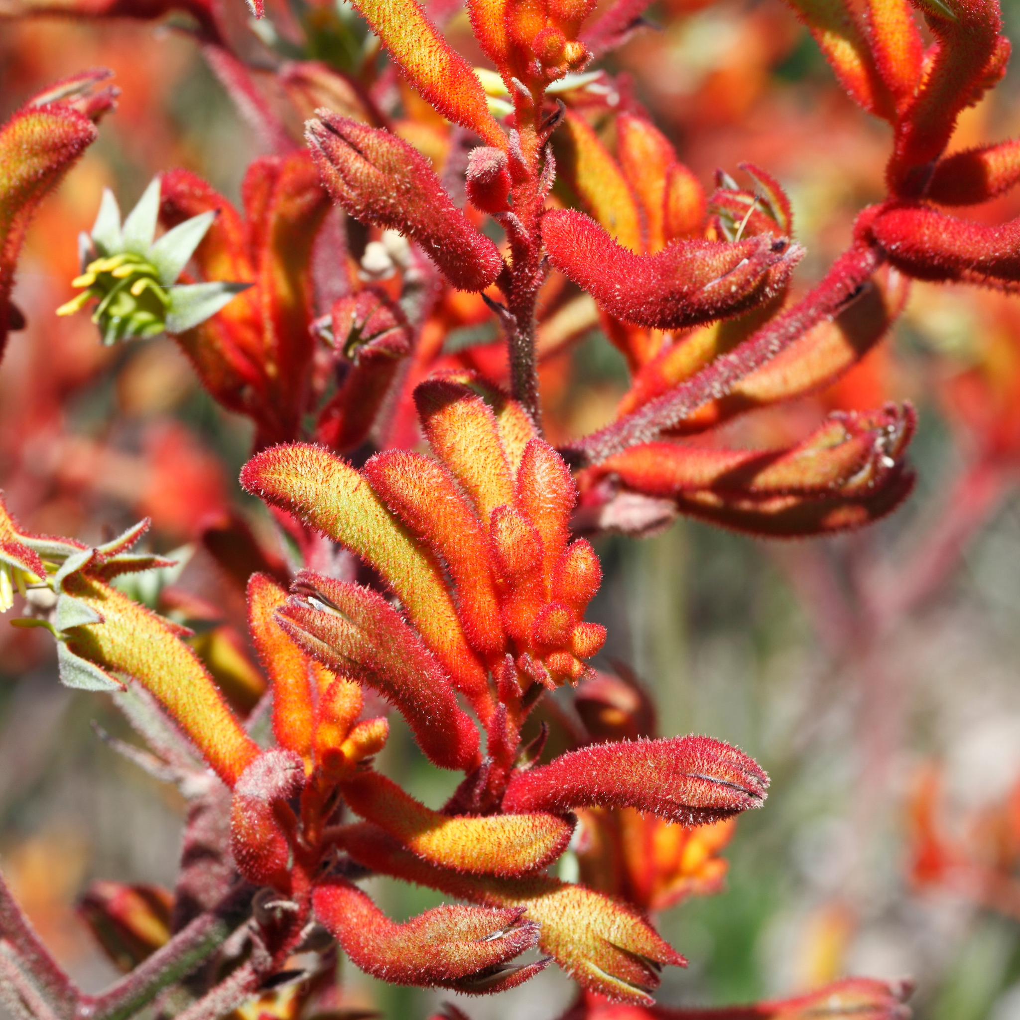 Amber-red Kangaroo Paw 'Amber Velvet' - Anigozanthos hybrida