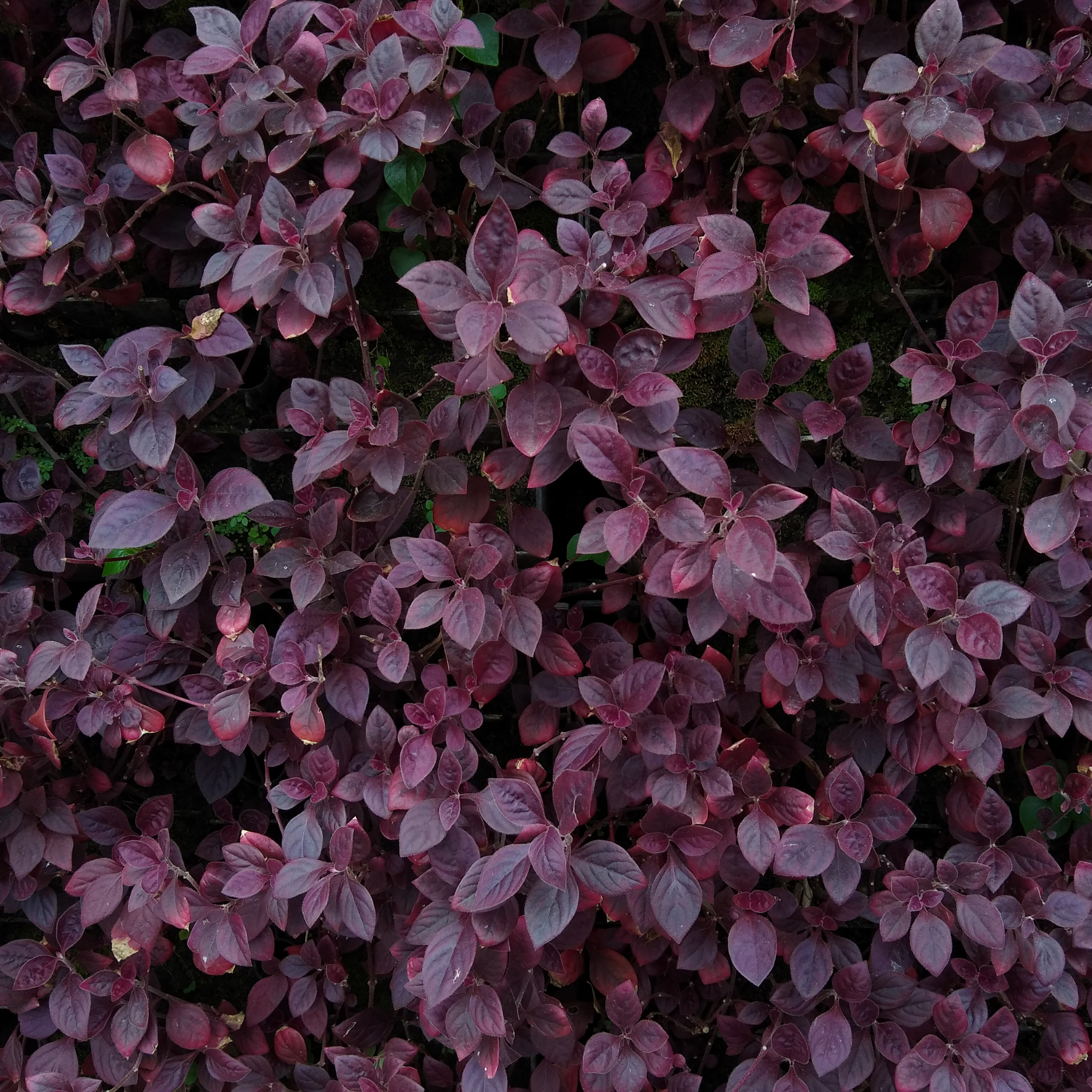 Close-up of purple leafy plants