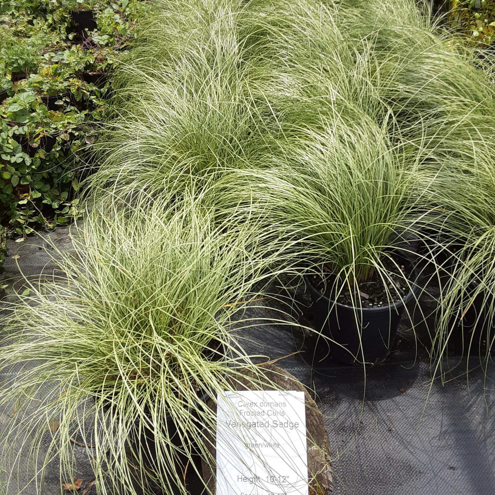 Potted ornamental grass plants on a black mulch with a label in the foreground.