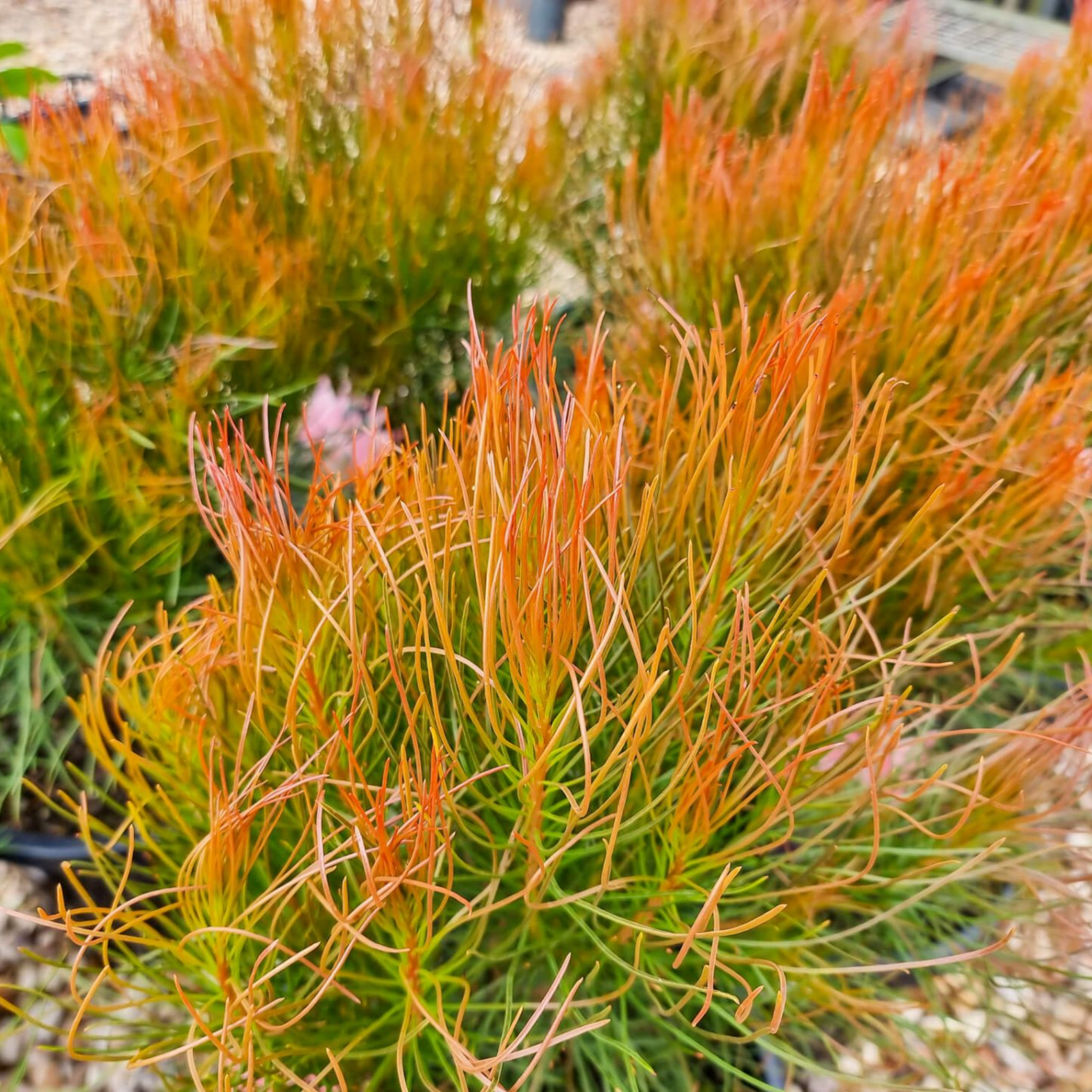 Featherbush Bronze Haze - Aulax cancellata 'Bronze Haze'