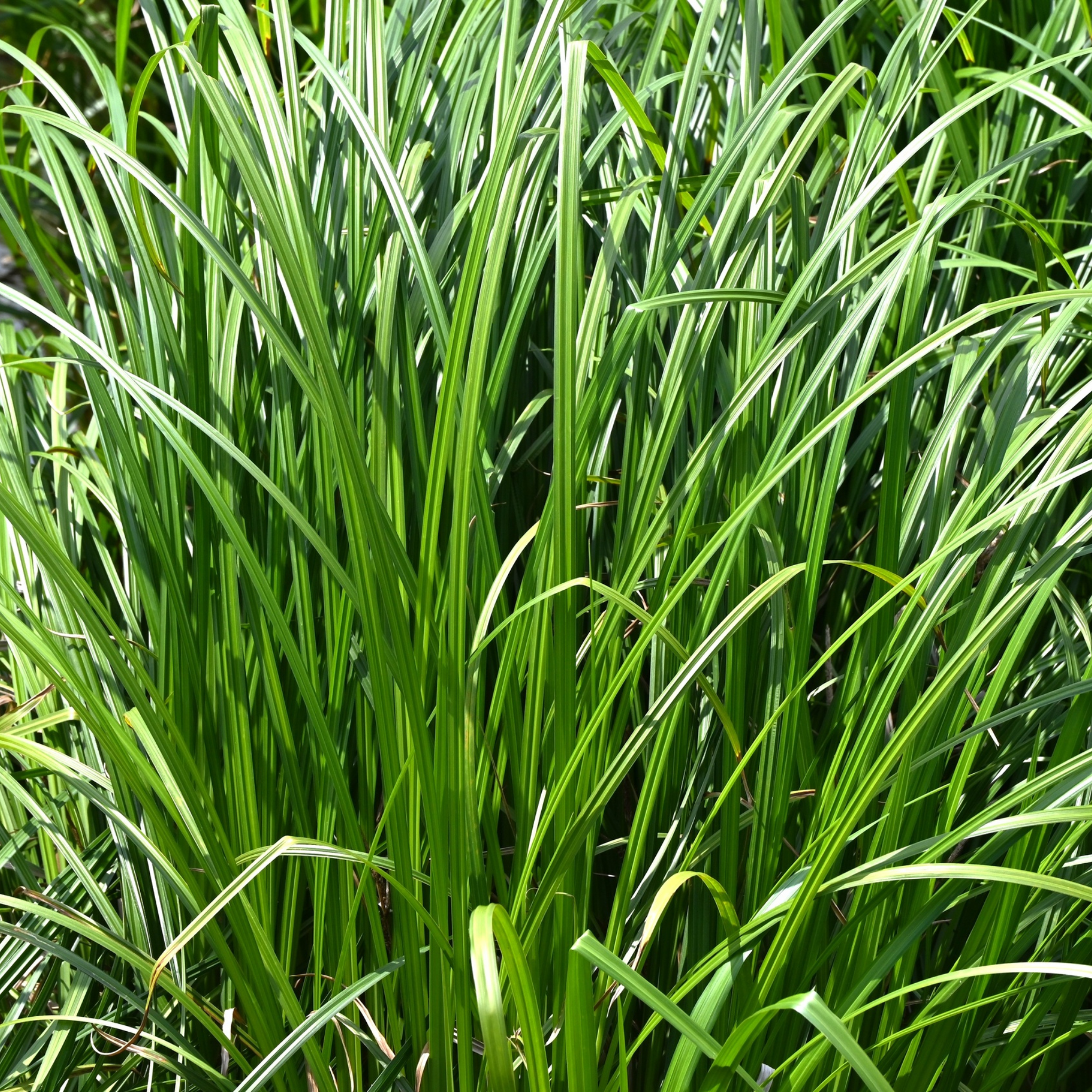 Close-up of green grass with a focus on texture and color