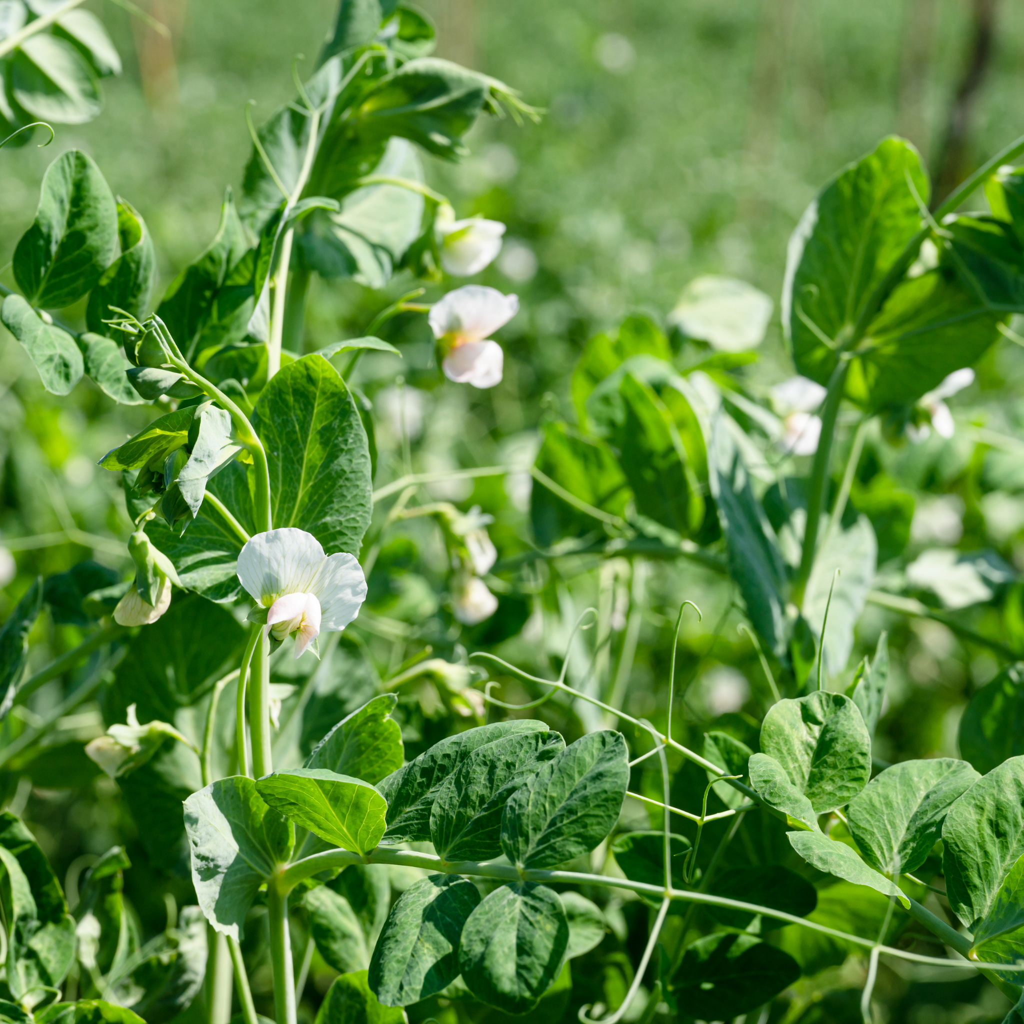 Garden Pea - Pisum sativum Common Green Pea