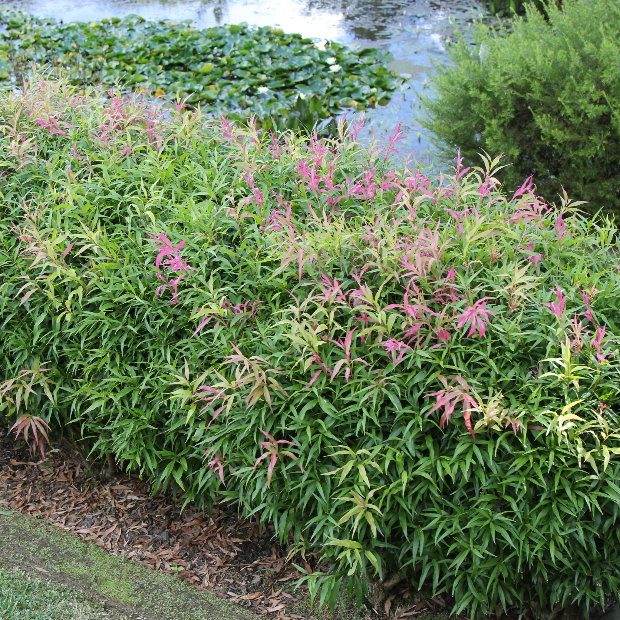 Great balls of Fire Bottlebrush - Callistemon salignus 'Great Balls of Fire’