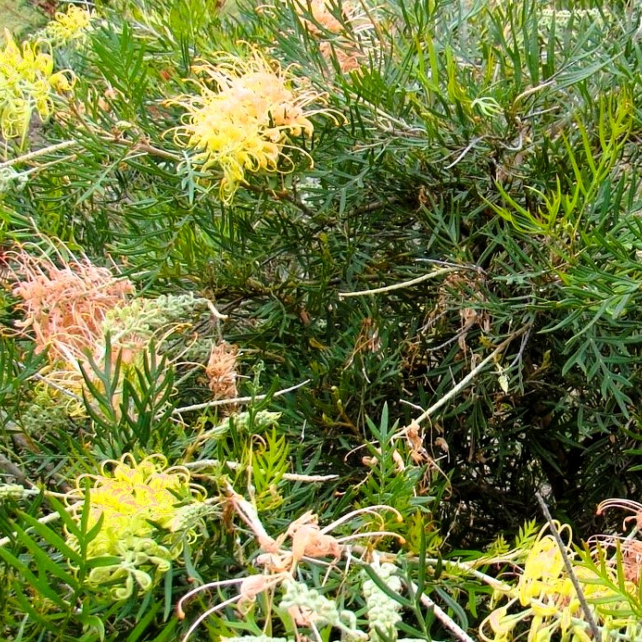 Grevillea hybrida Peaches and Cream