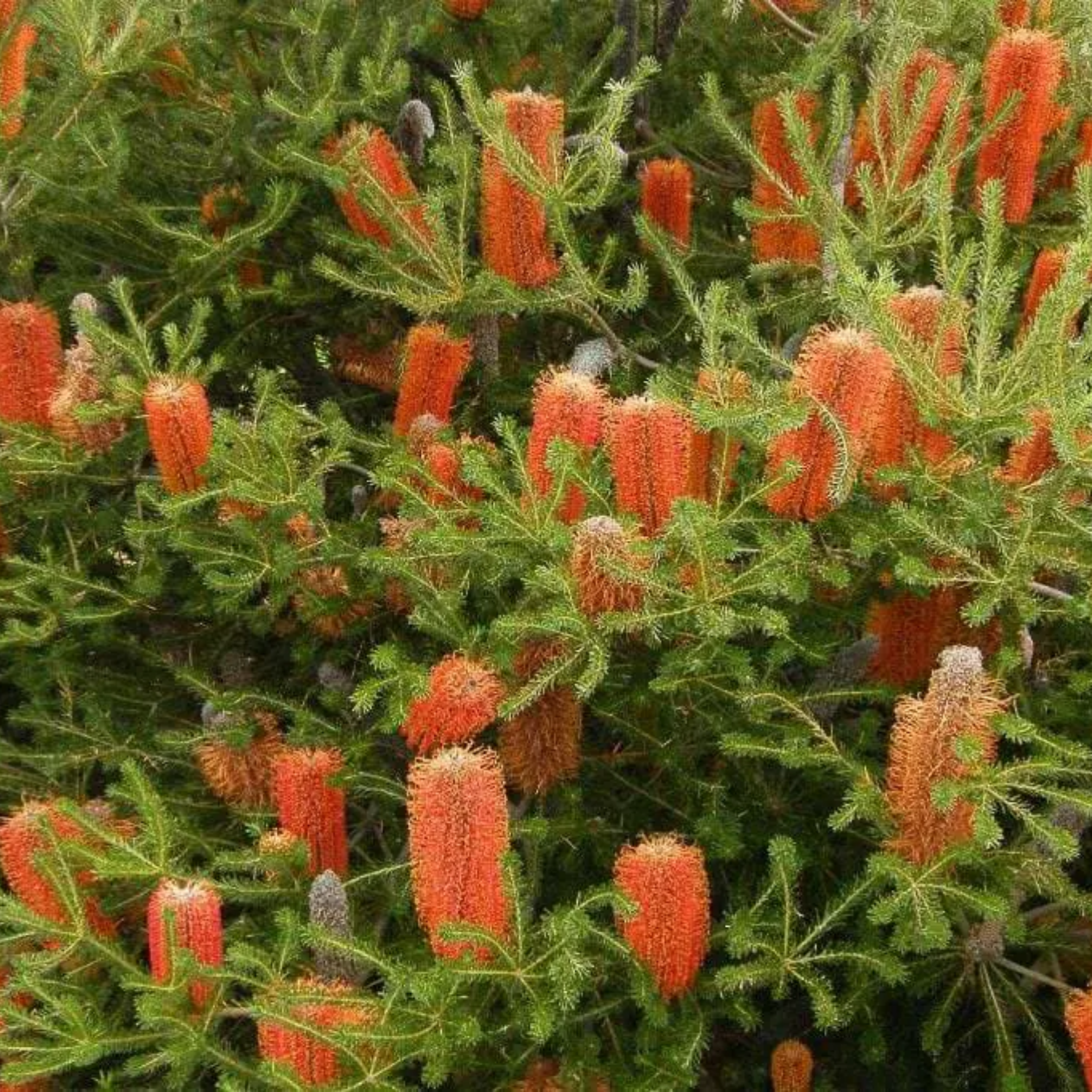Close-up of orange bottlebrush flowers on a green bush