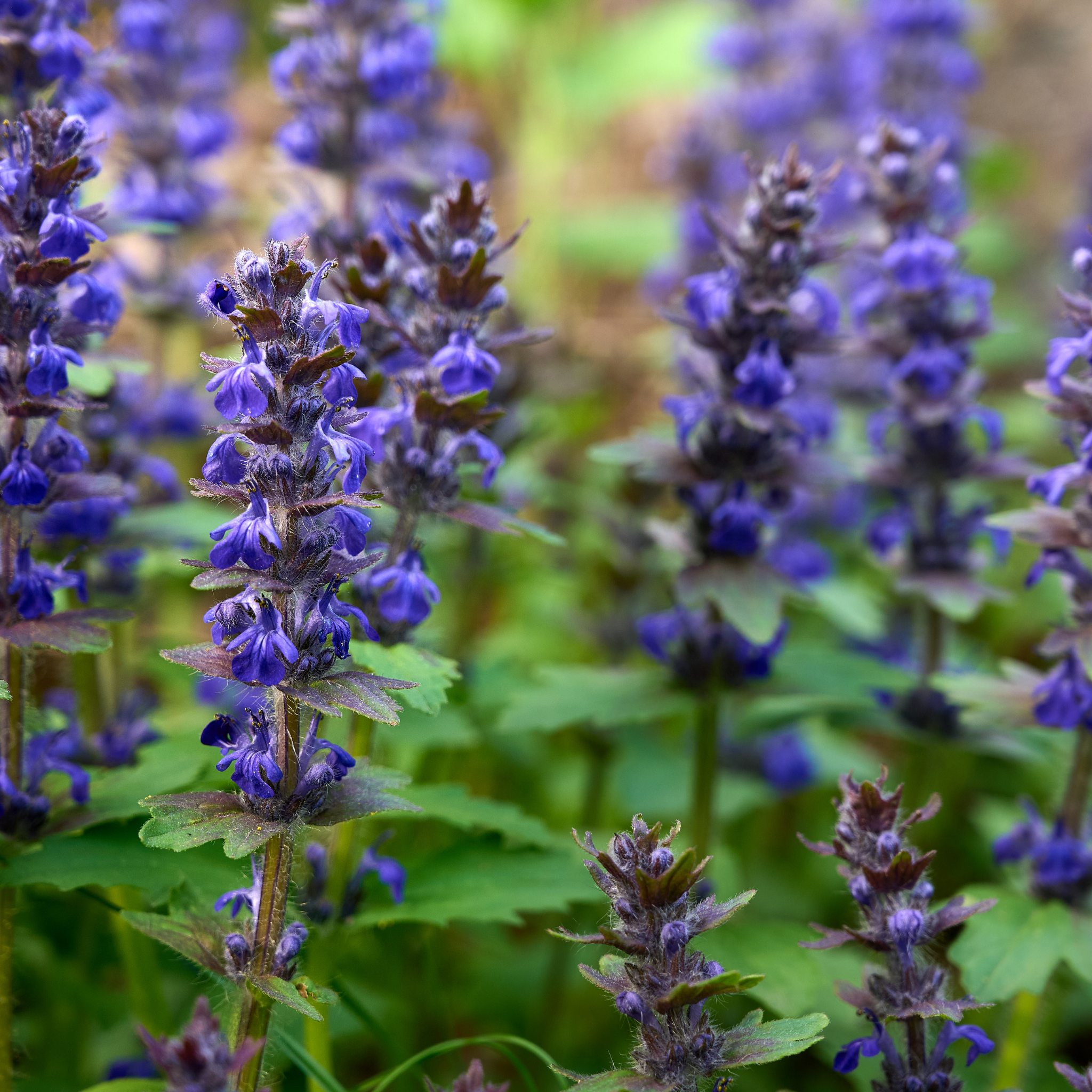 Hardy Blue Bugle (Bugleweed) - Ajuga reptans Tuff And Tidy