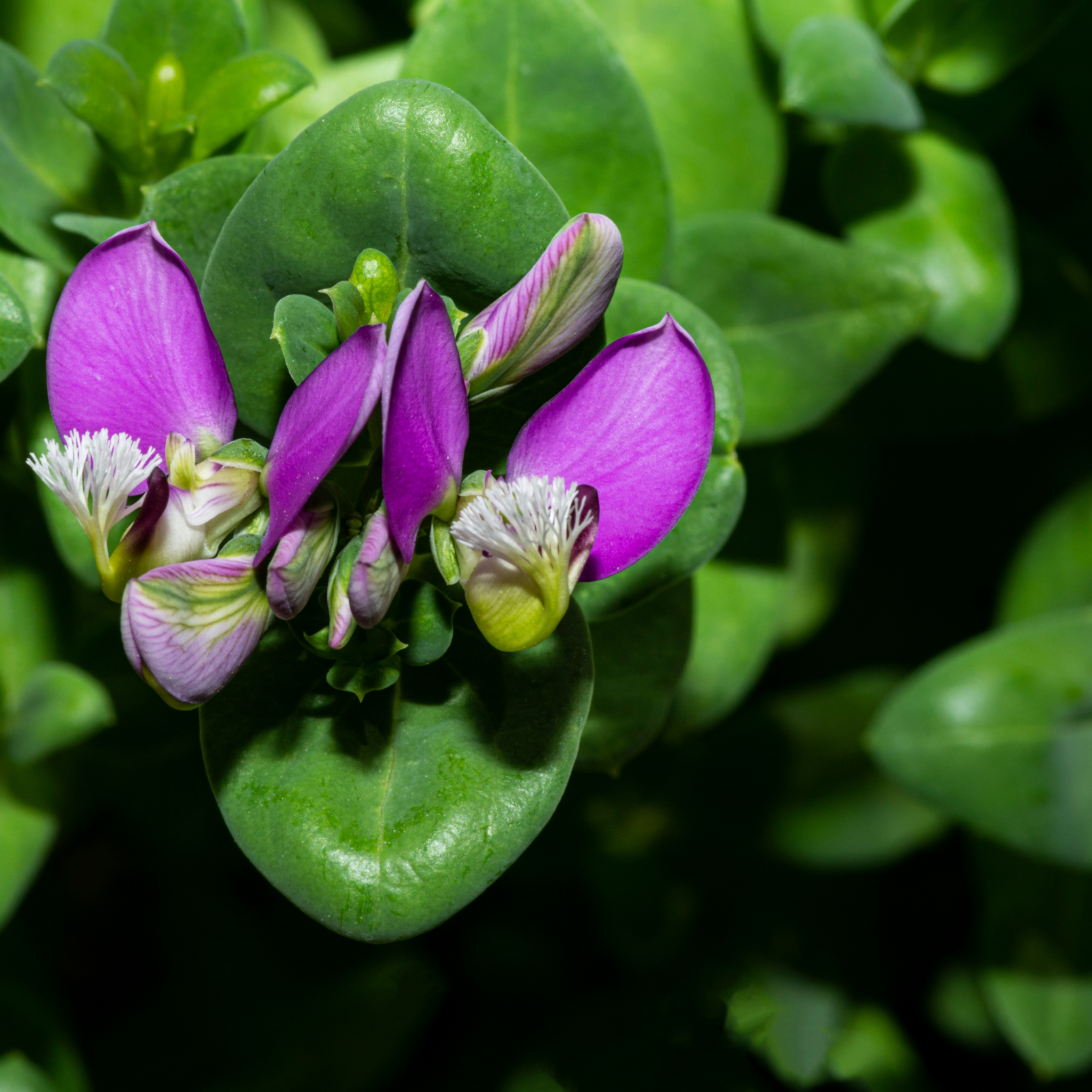 Little Polly Dwarf Sweet Pea Shrub - Polygala oppositifolia Little Polly