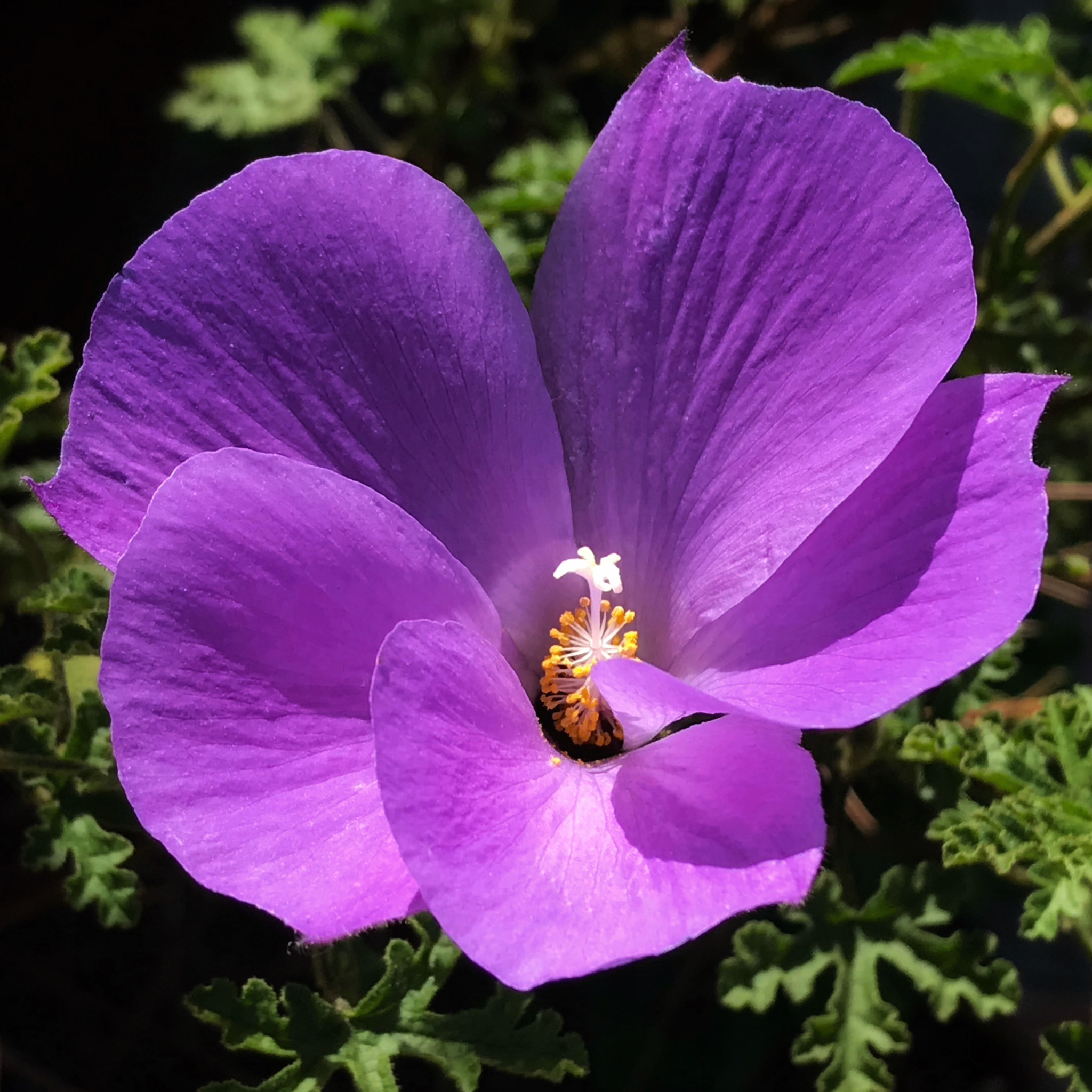Native Hibiscus - Alyogyne huegelii 'East Coast Gem'