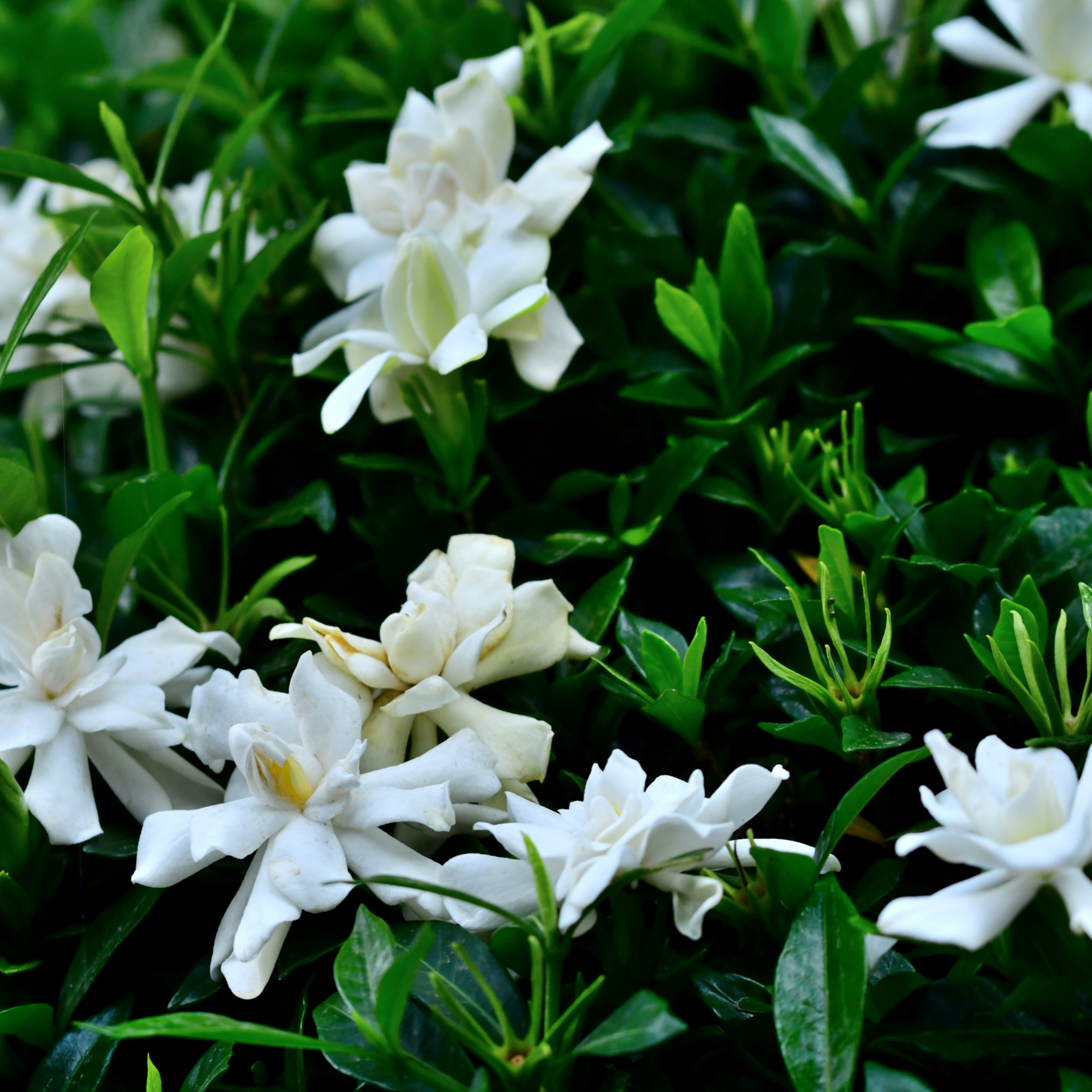 Creeping Gardenia - Gardenia jasminoides 'Radicans'
