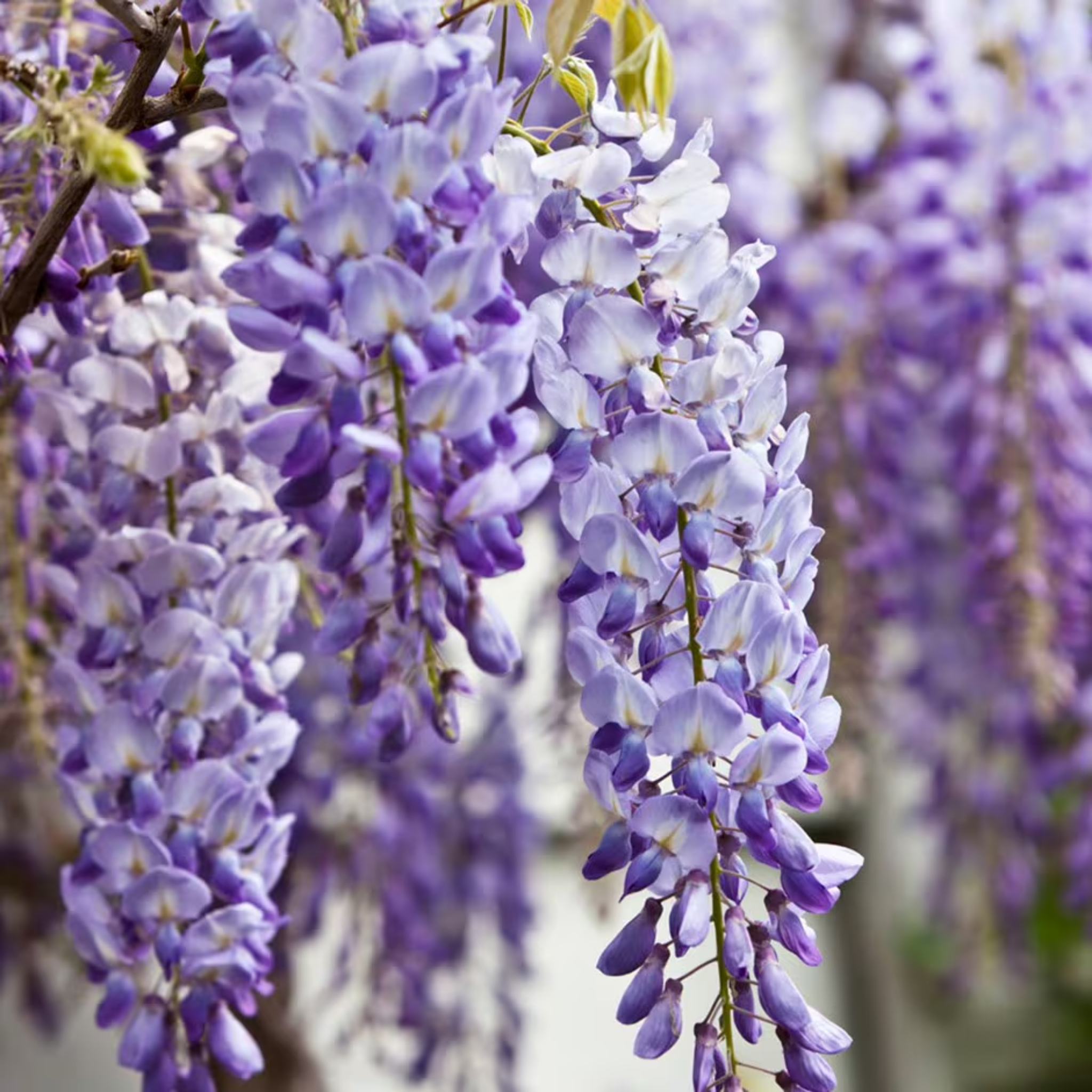 Chinese Wisteria - Wisteria sinensis