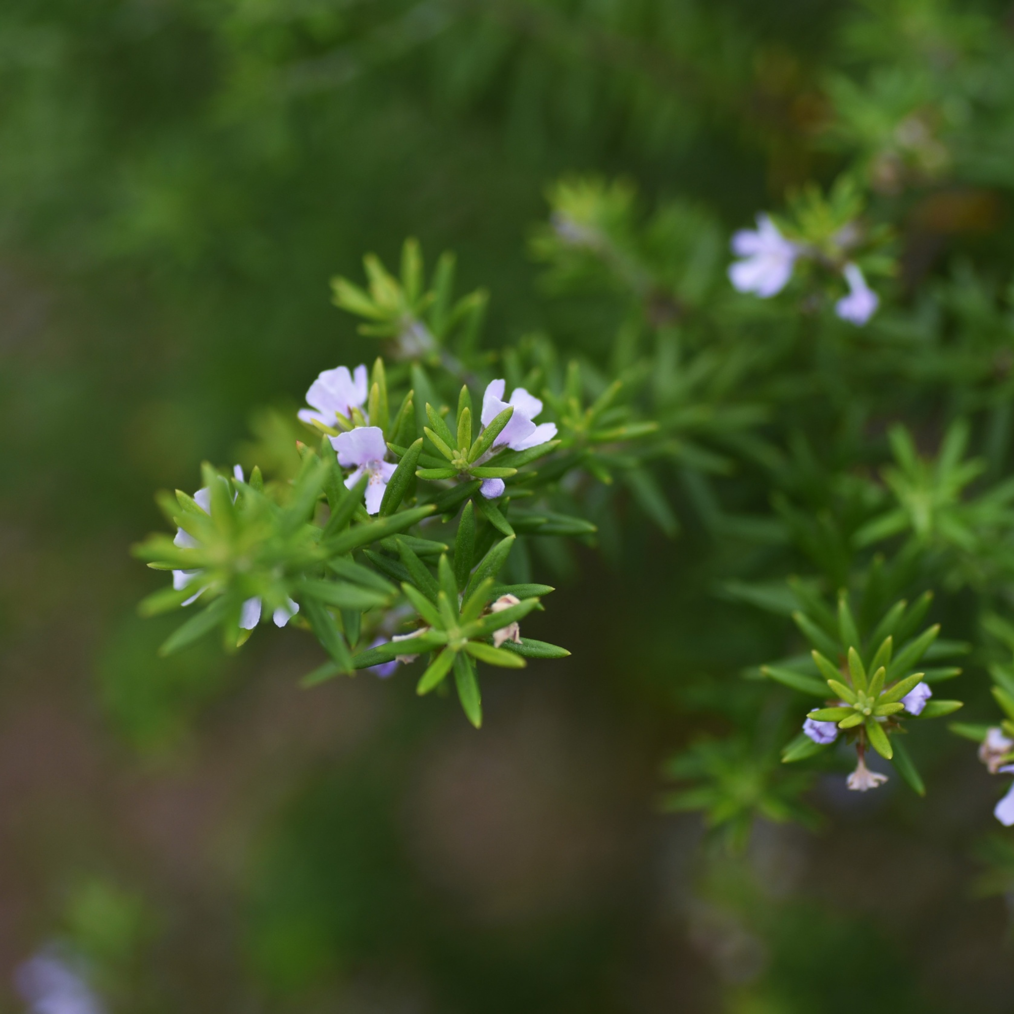 Aussie Box Native Rosemary - Westringia hybrida Aussie Box
