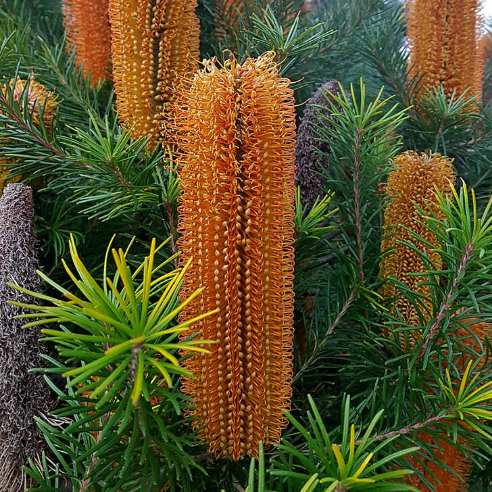 Close-up of orange bottlebrush flowers among green foliage